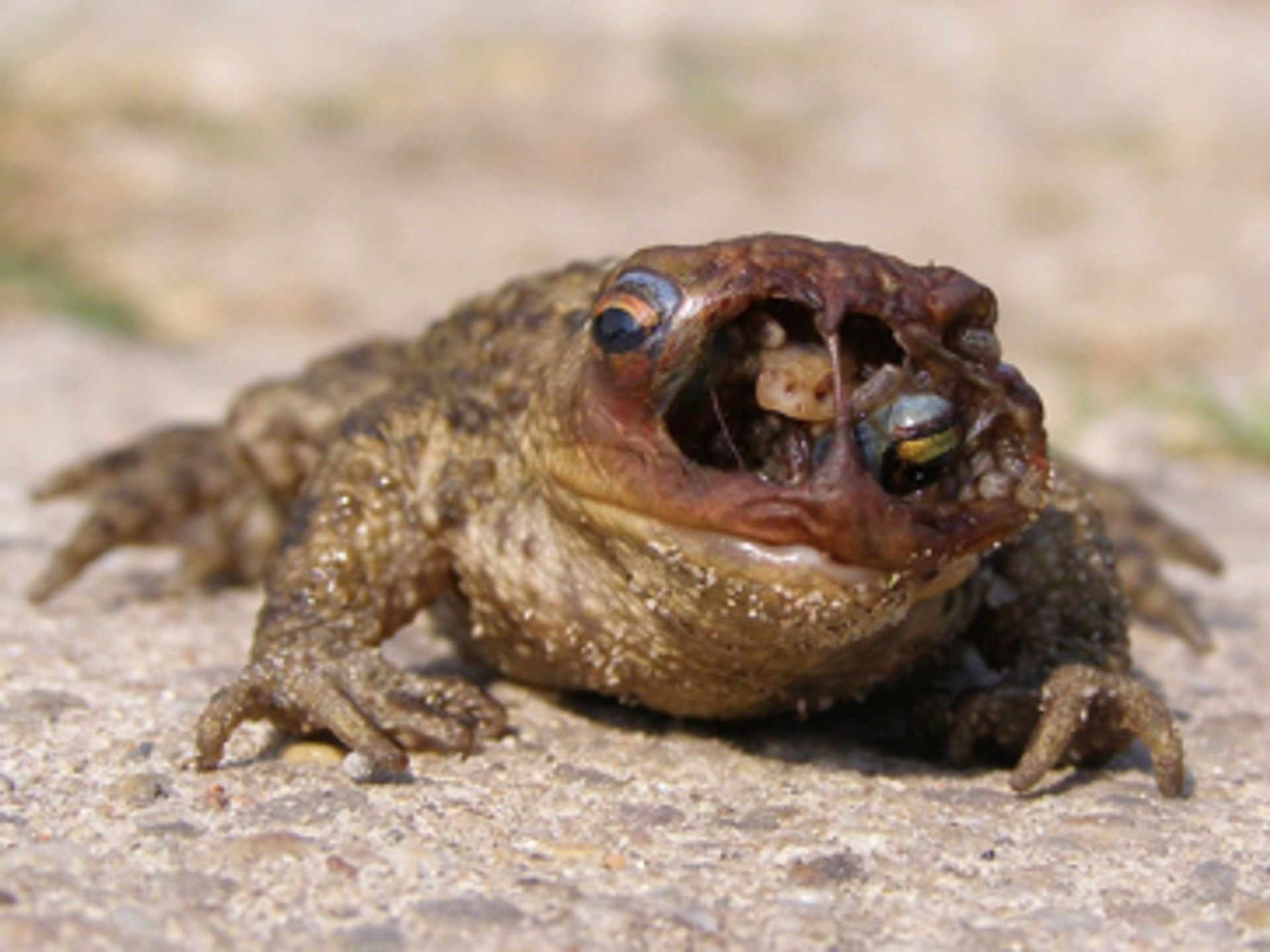 Gewone pad aangevreten door larven waddenvlieg