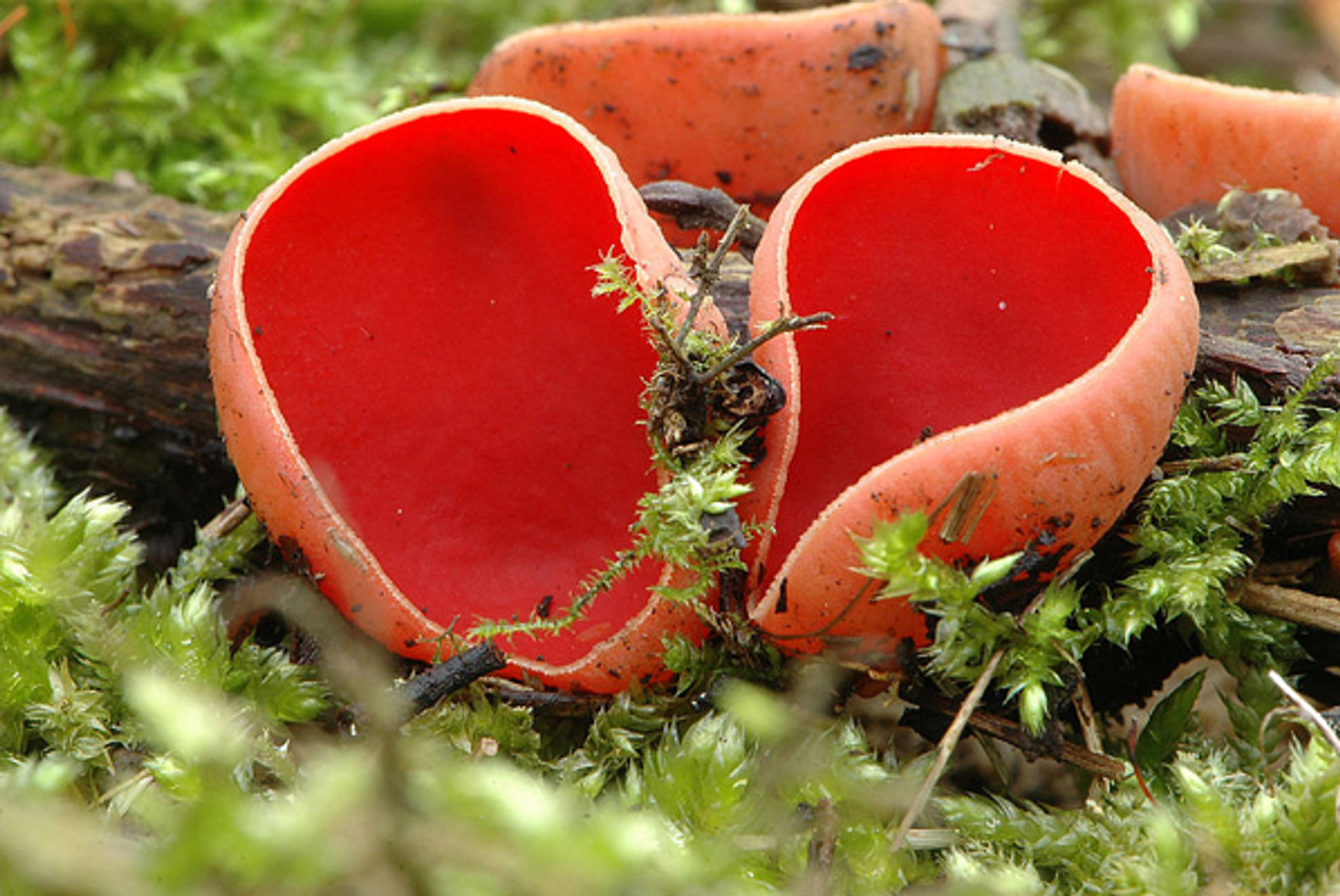 rode-kelkzwam-groot