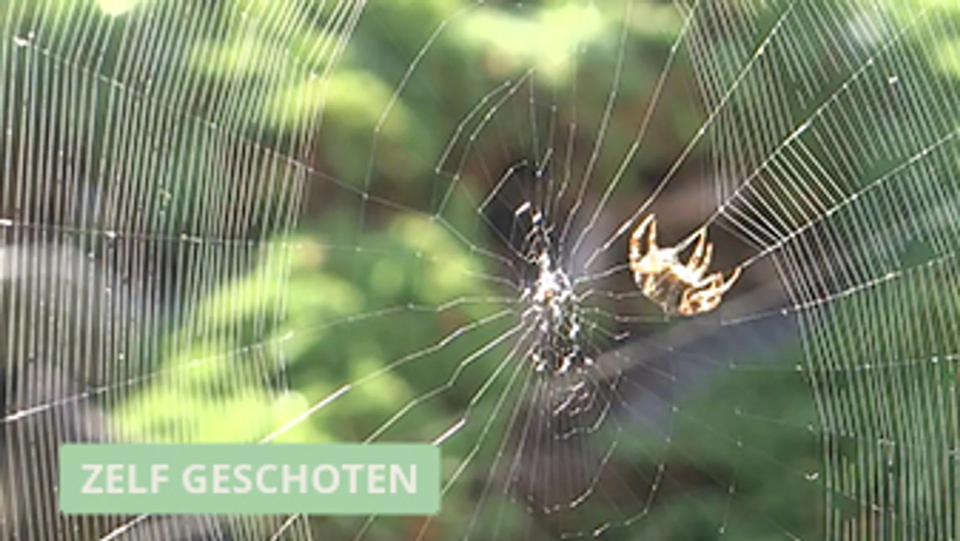 Hoe een spin een web maakt - Vroege Vogels - BNNVARA