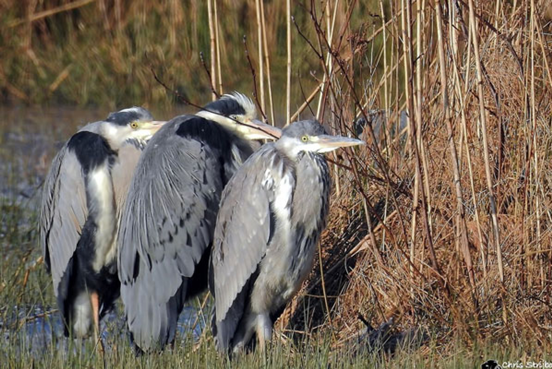 reigers_chrisfotos