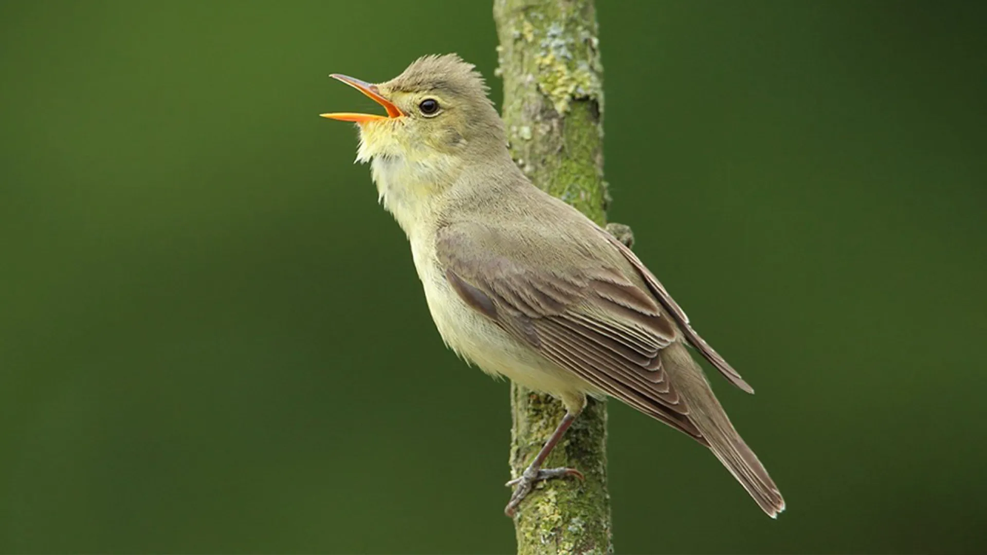 spotvogel