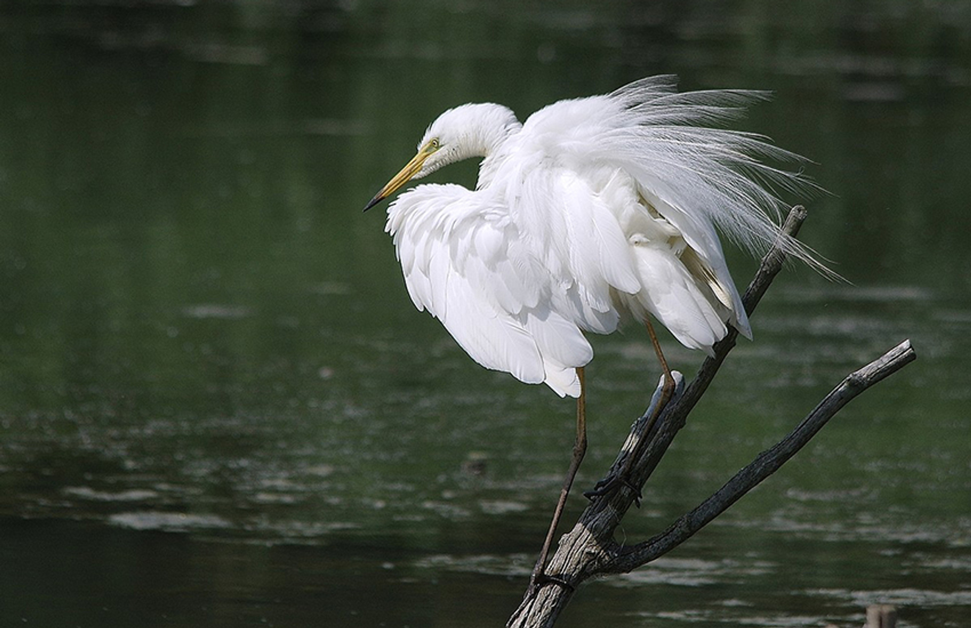 grote zilverreiger