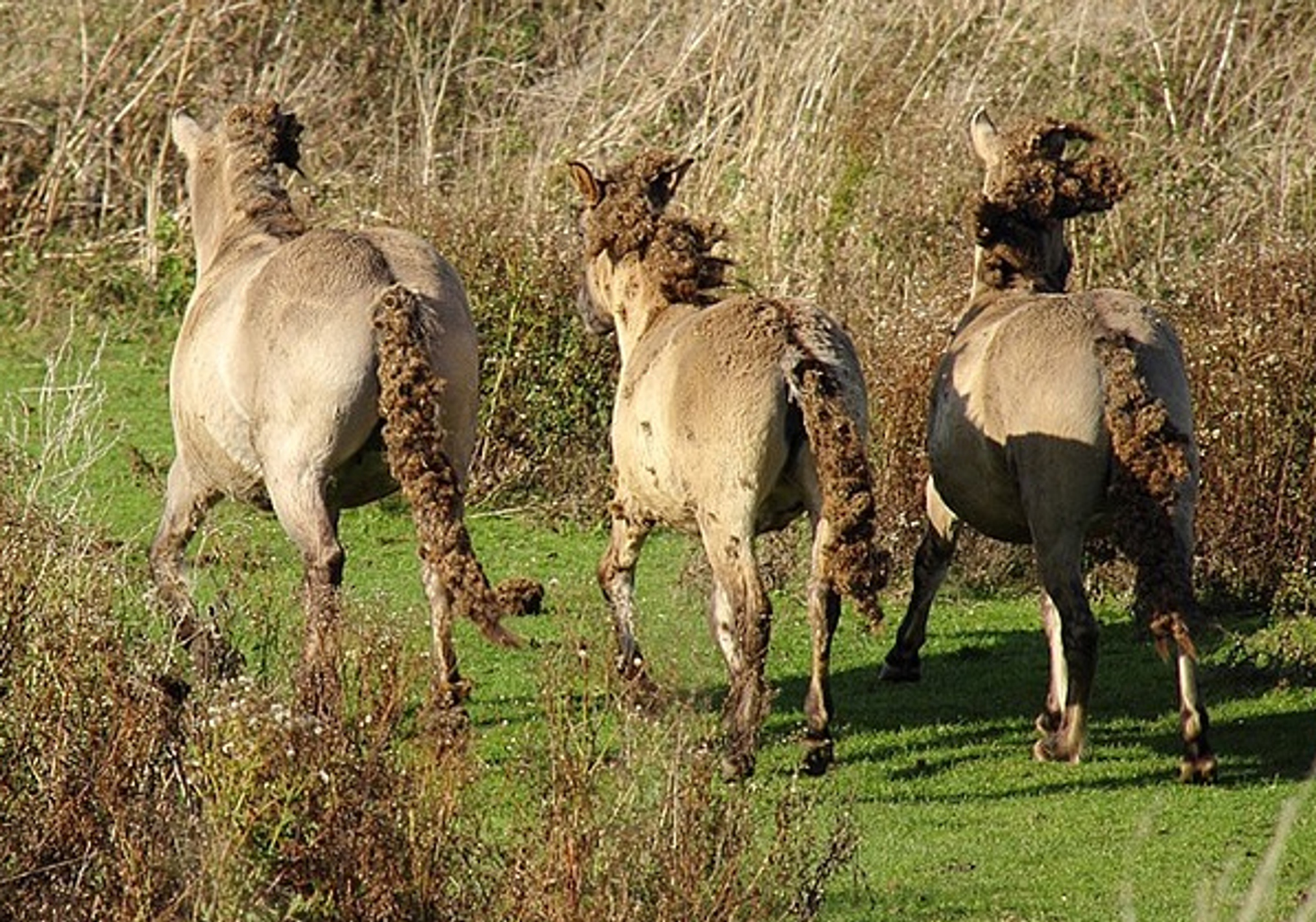 konikpaardenklis_Martie