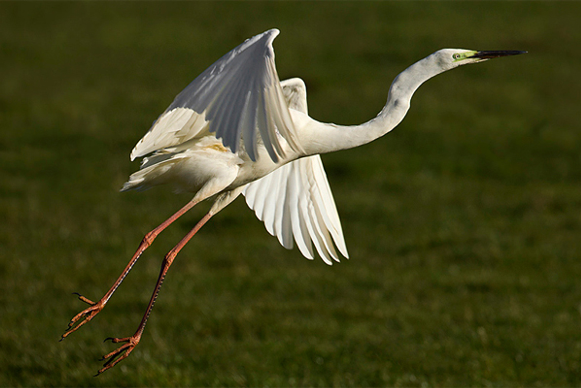 grotezilverreiger_WillemdeWolf
