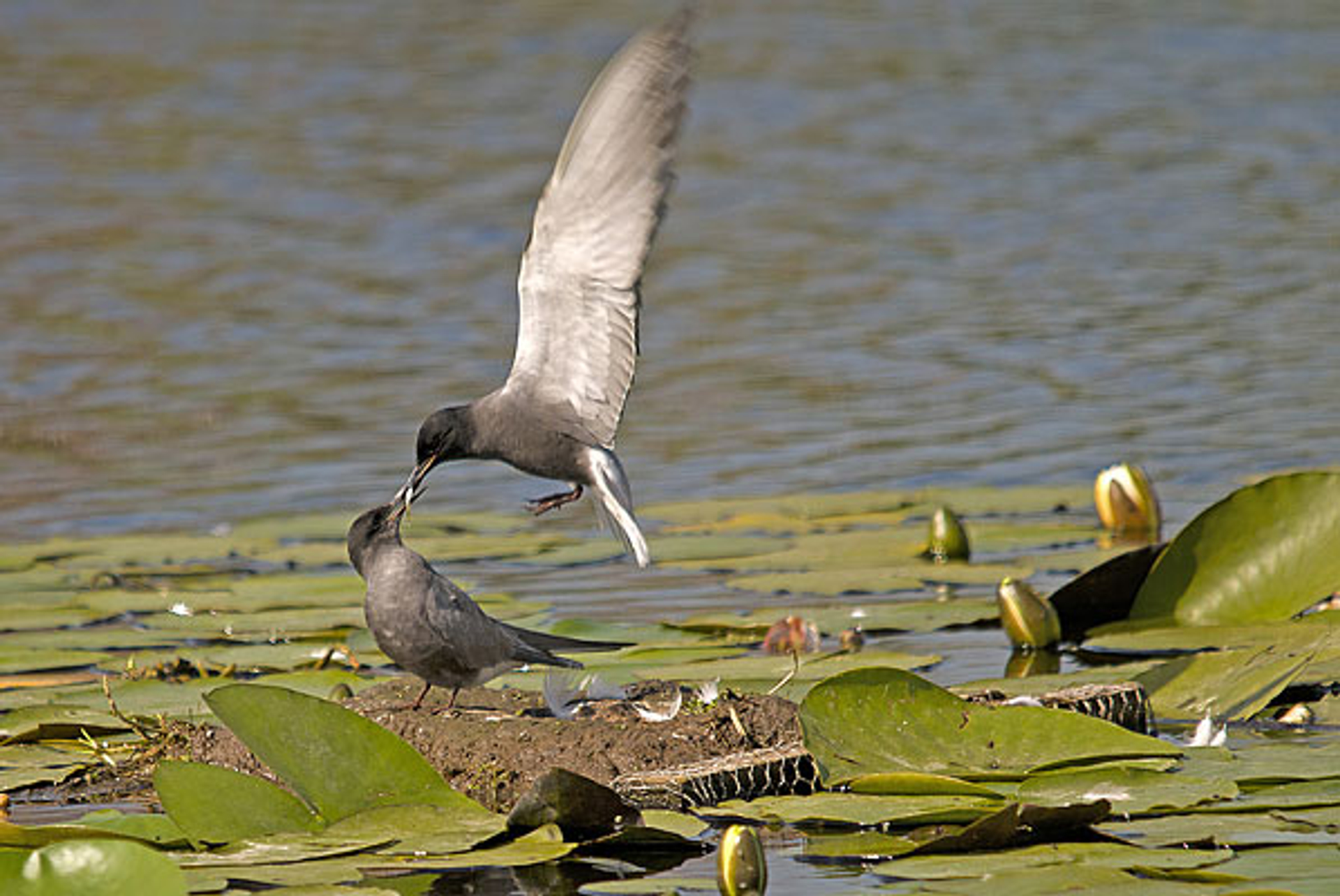 zwartestern_drievliet
