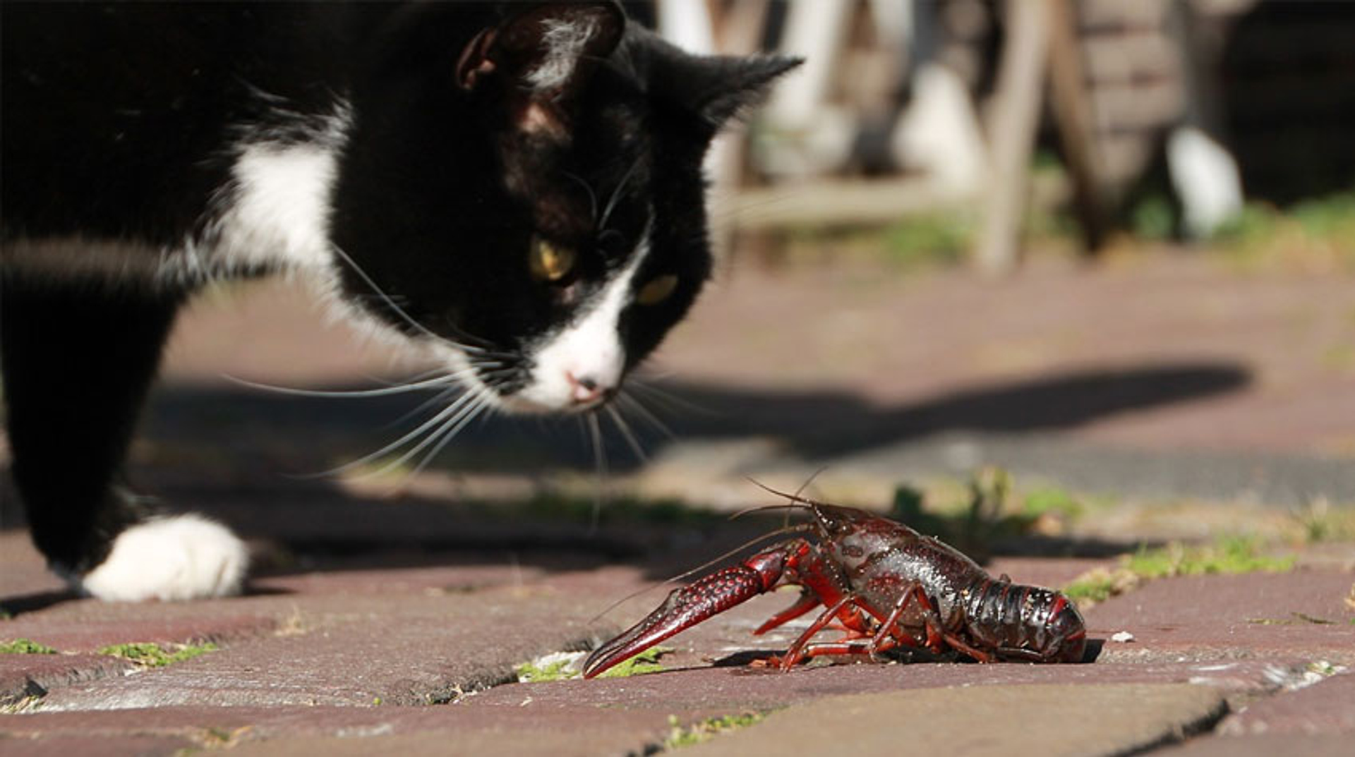 Kat met rivierkreeft