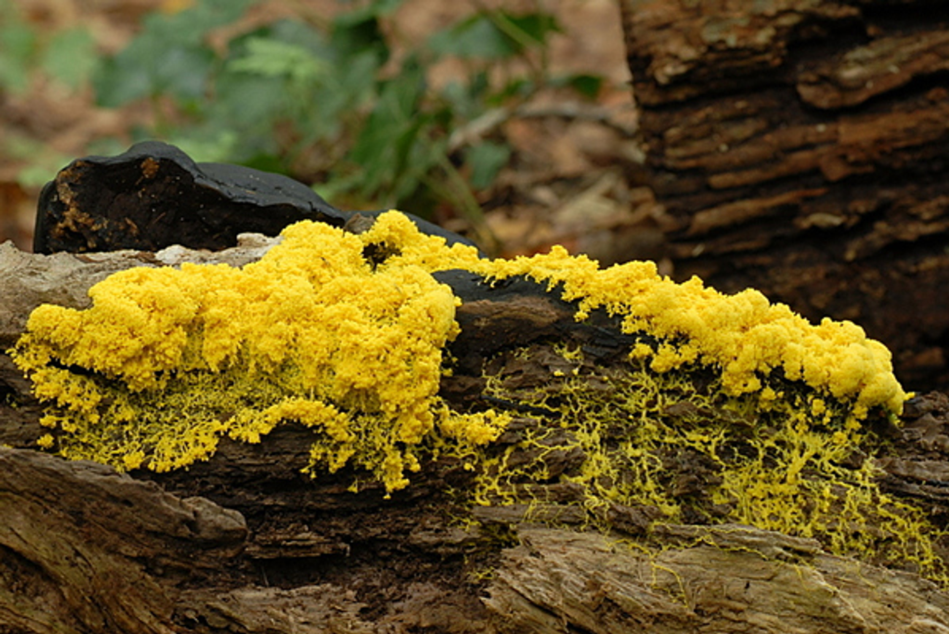 heksenboter_euroblinkie