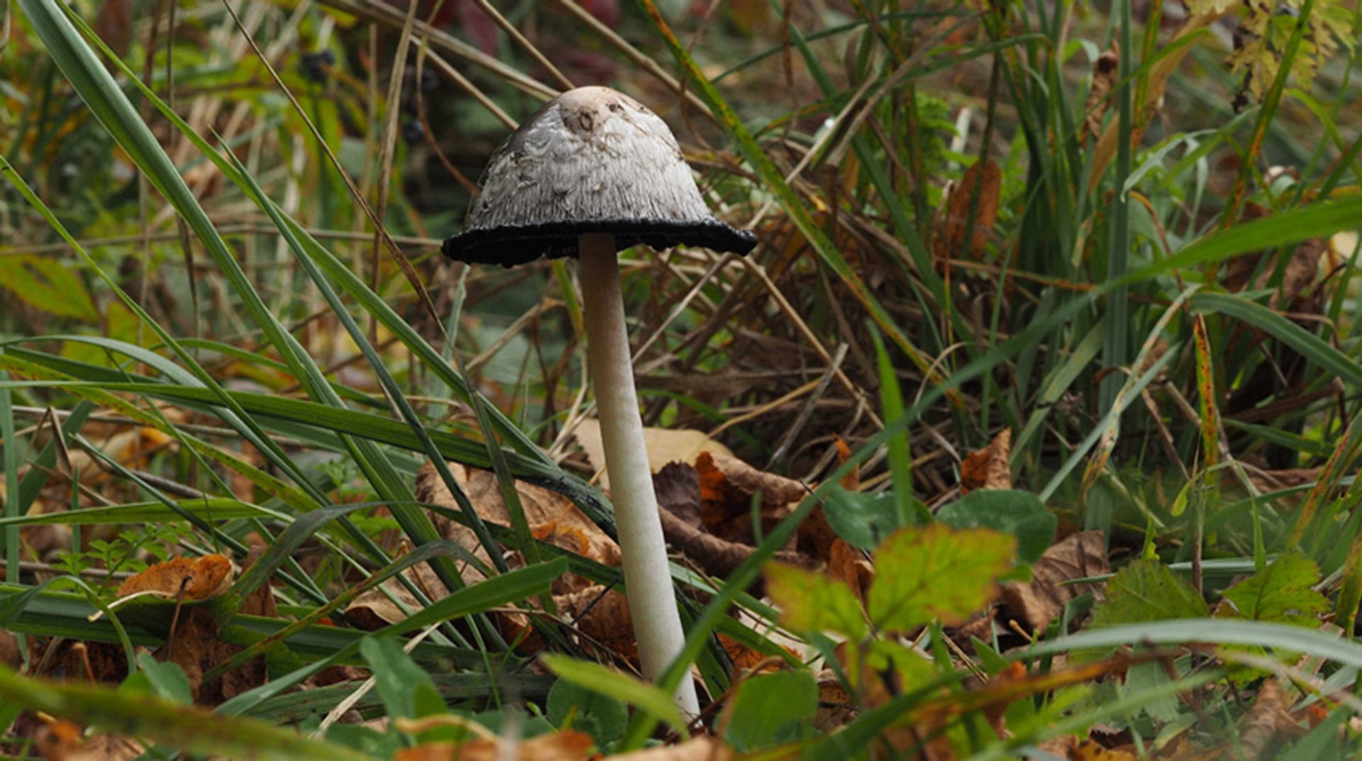 Oude geschubde inktzwam