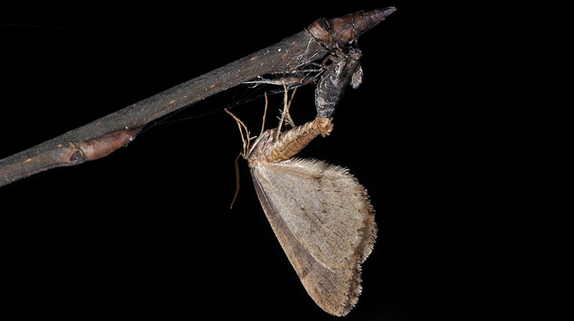 Kleine wintervlinder paring