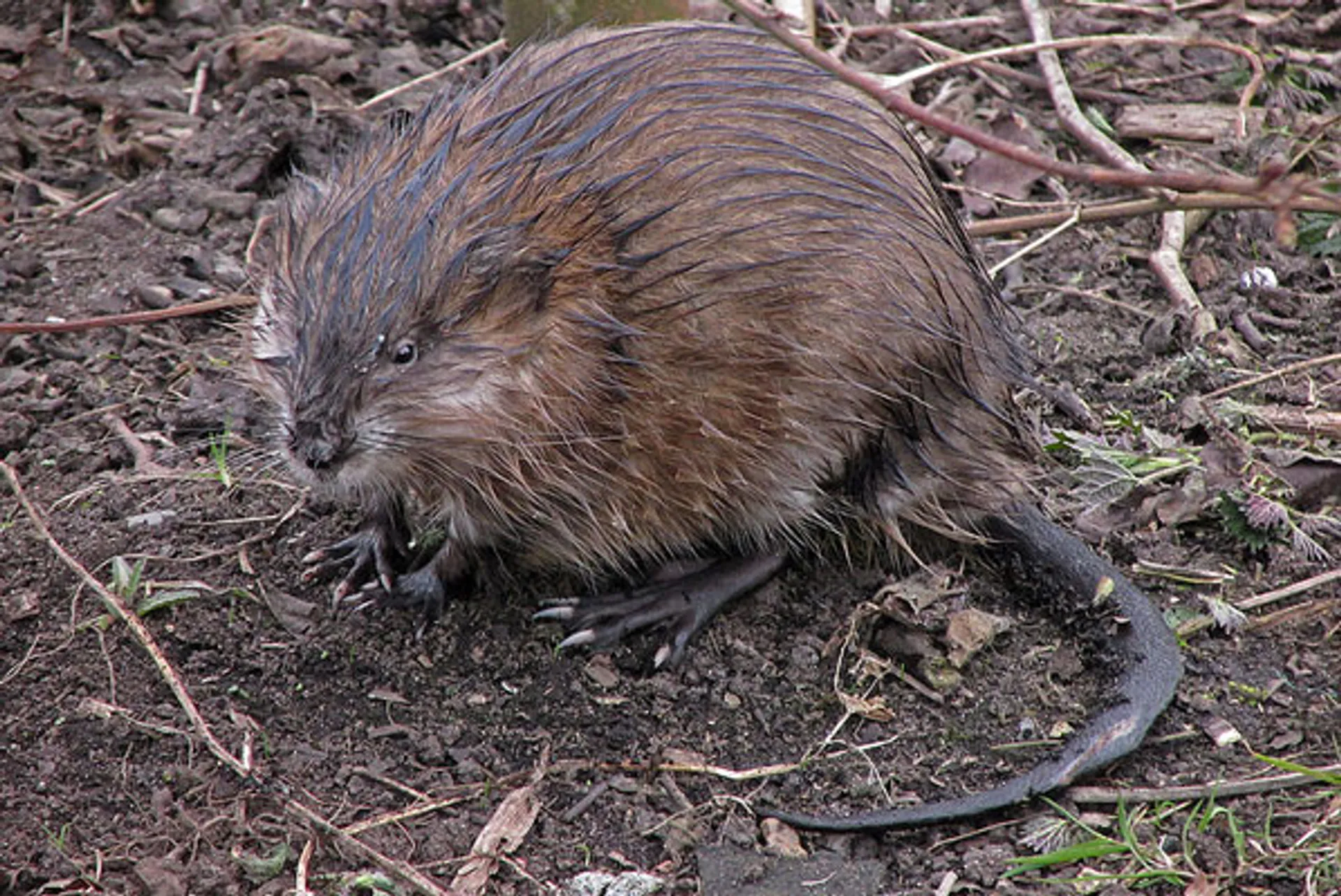muskusrat-met-staart_Melenboer