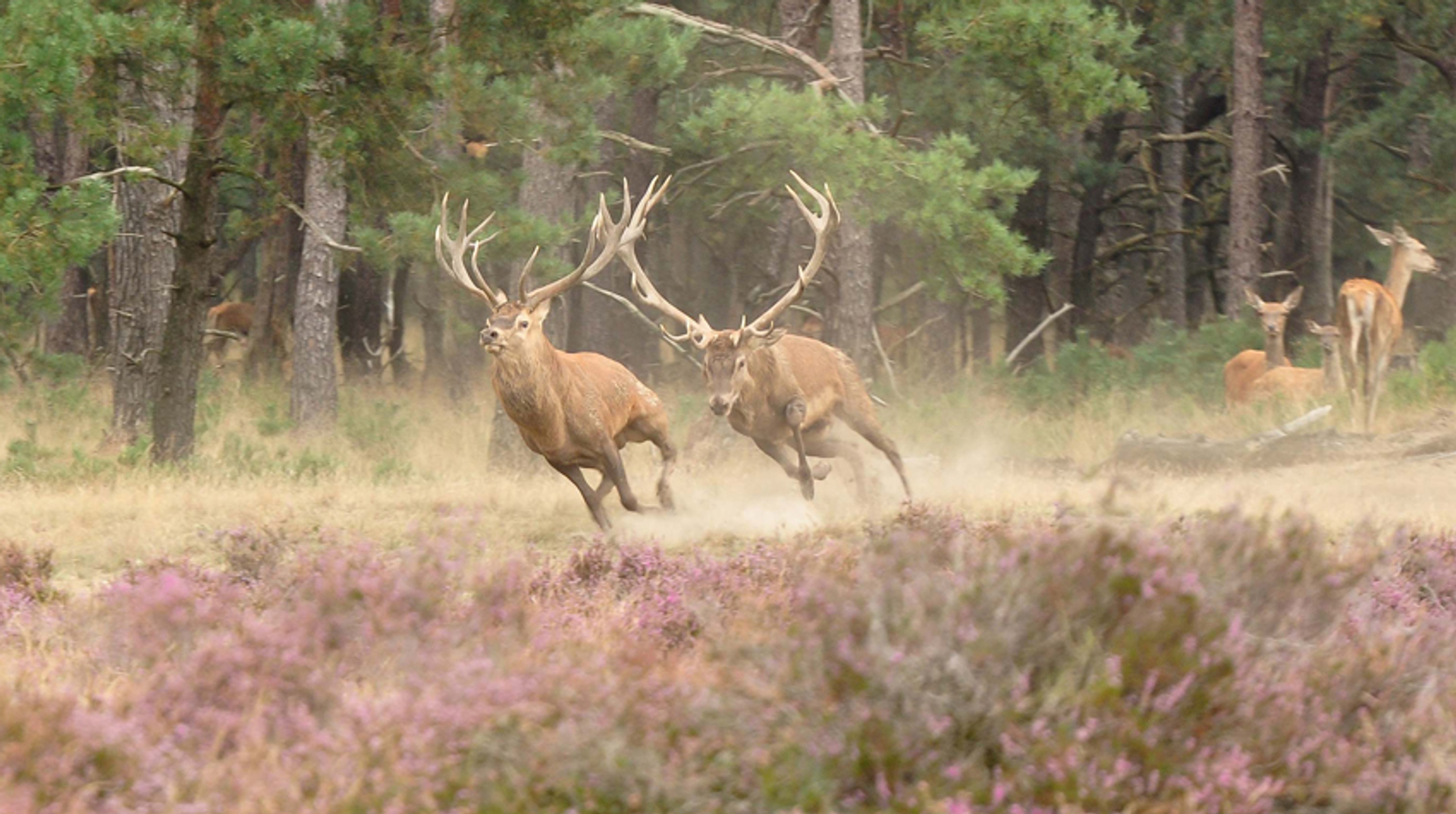 Foto4_edelherten_tonneke64