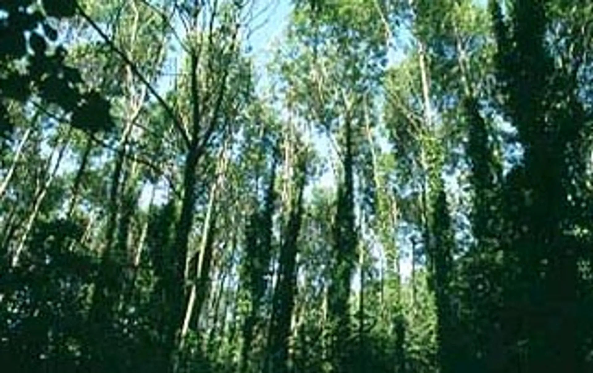 Drie biljoen bomen op aarde - Vroege Vogels - BNNVARA