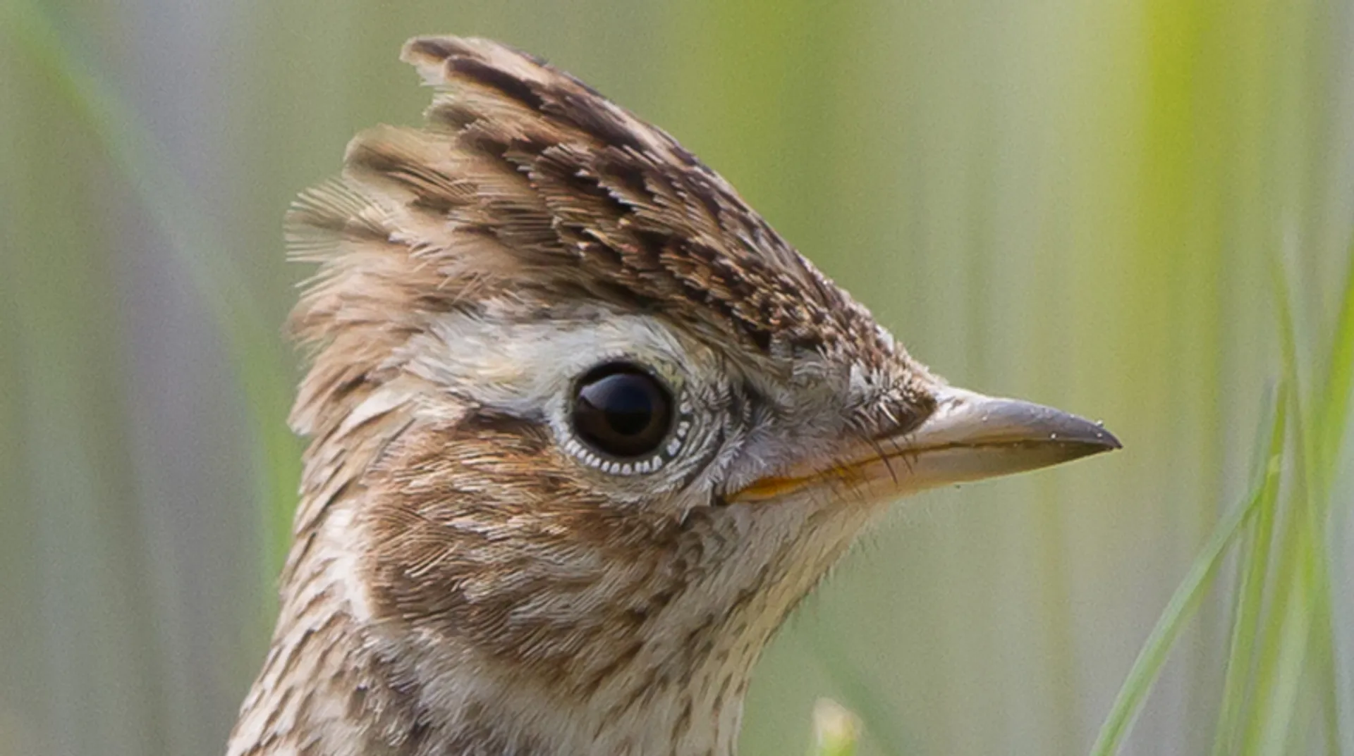 Trekvogels vangen - Vroege Vogels - BNNVARA