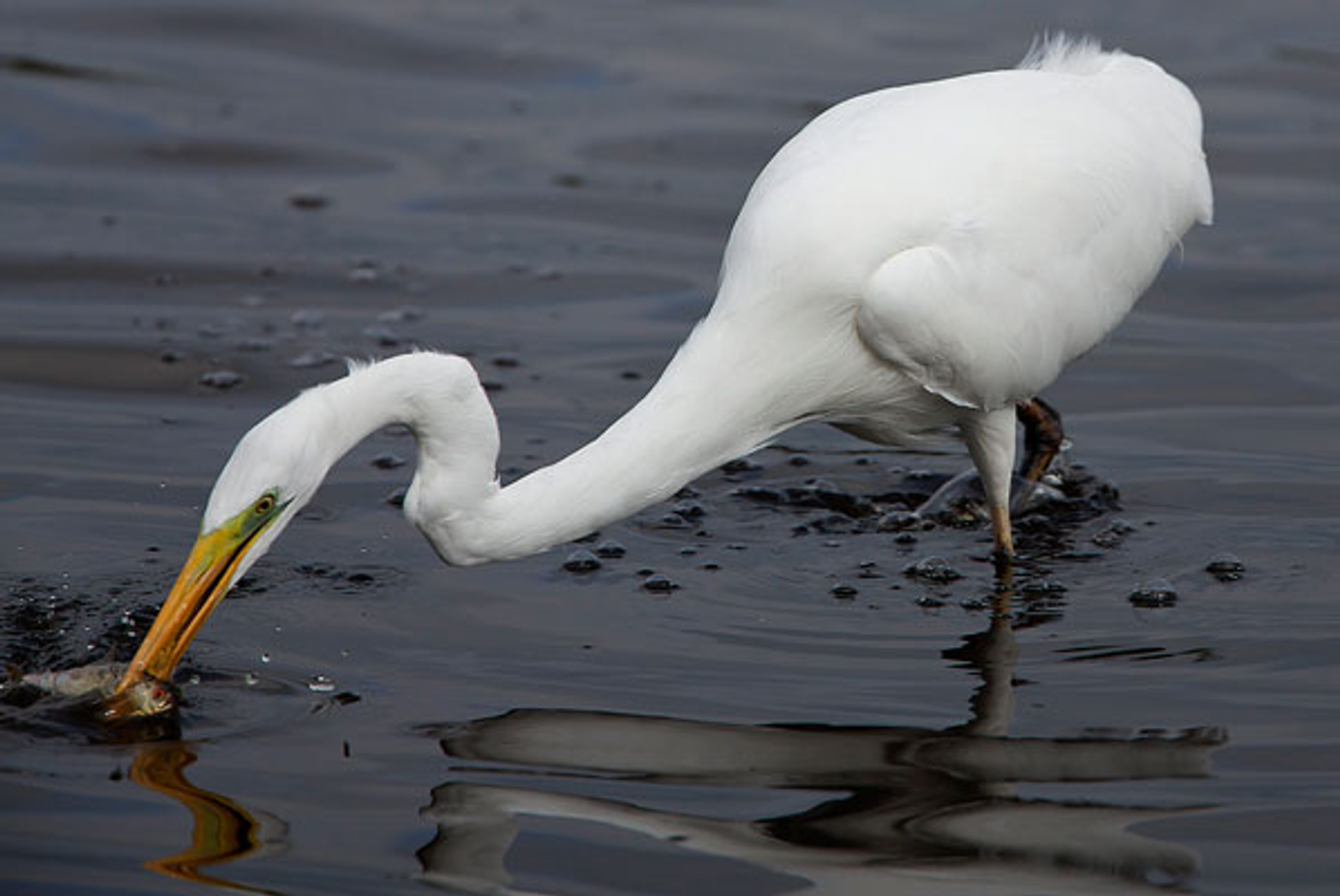 grotezilverreiger_willemdewolf2