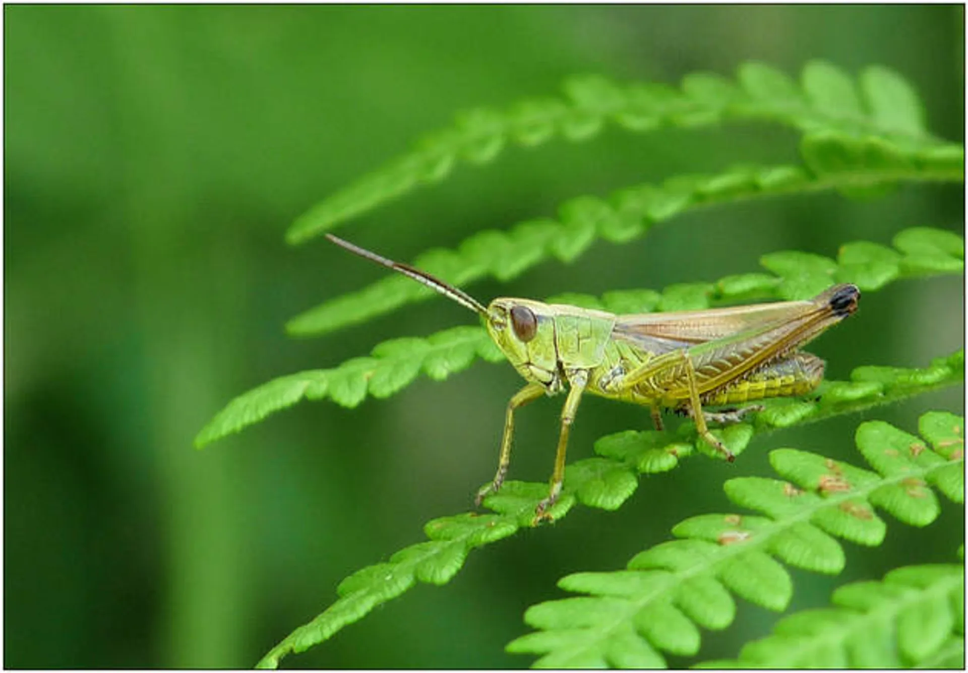 Een nieuwe krekel, een nieuw geluid - Vroege Vogels - BNNVARA