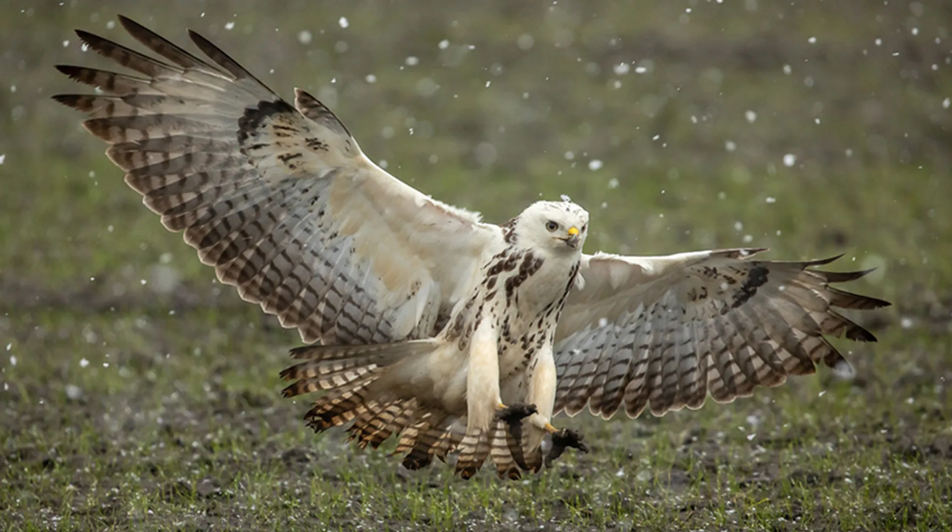 buizerd2_amkeizer