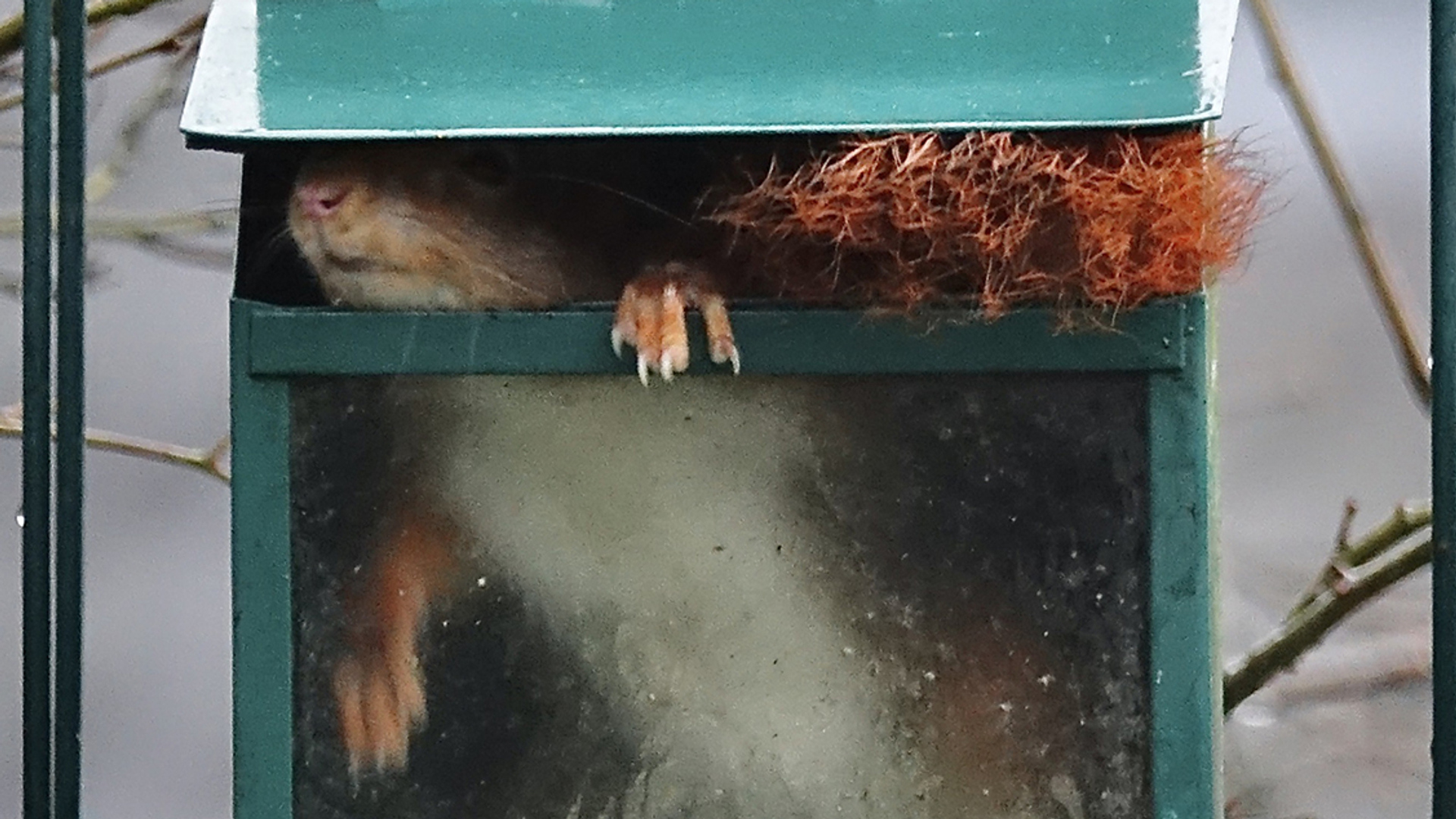 eekhoorn_boogschutter