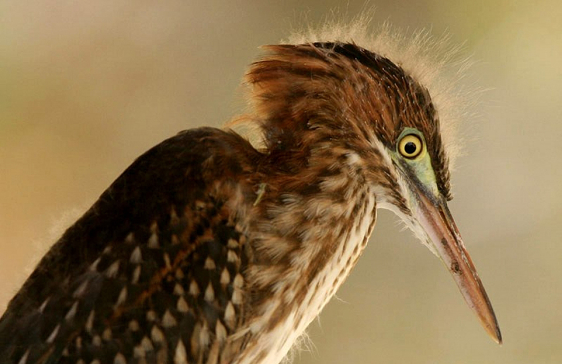 groene reiger