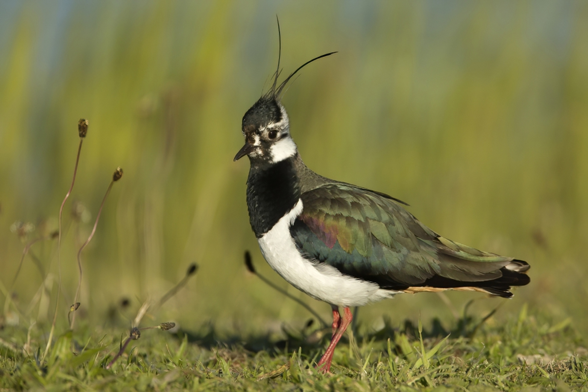 Eerste kievitsei gevonden in Ravenstein