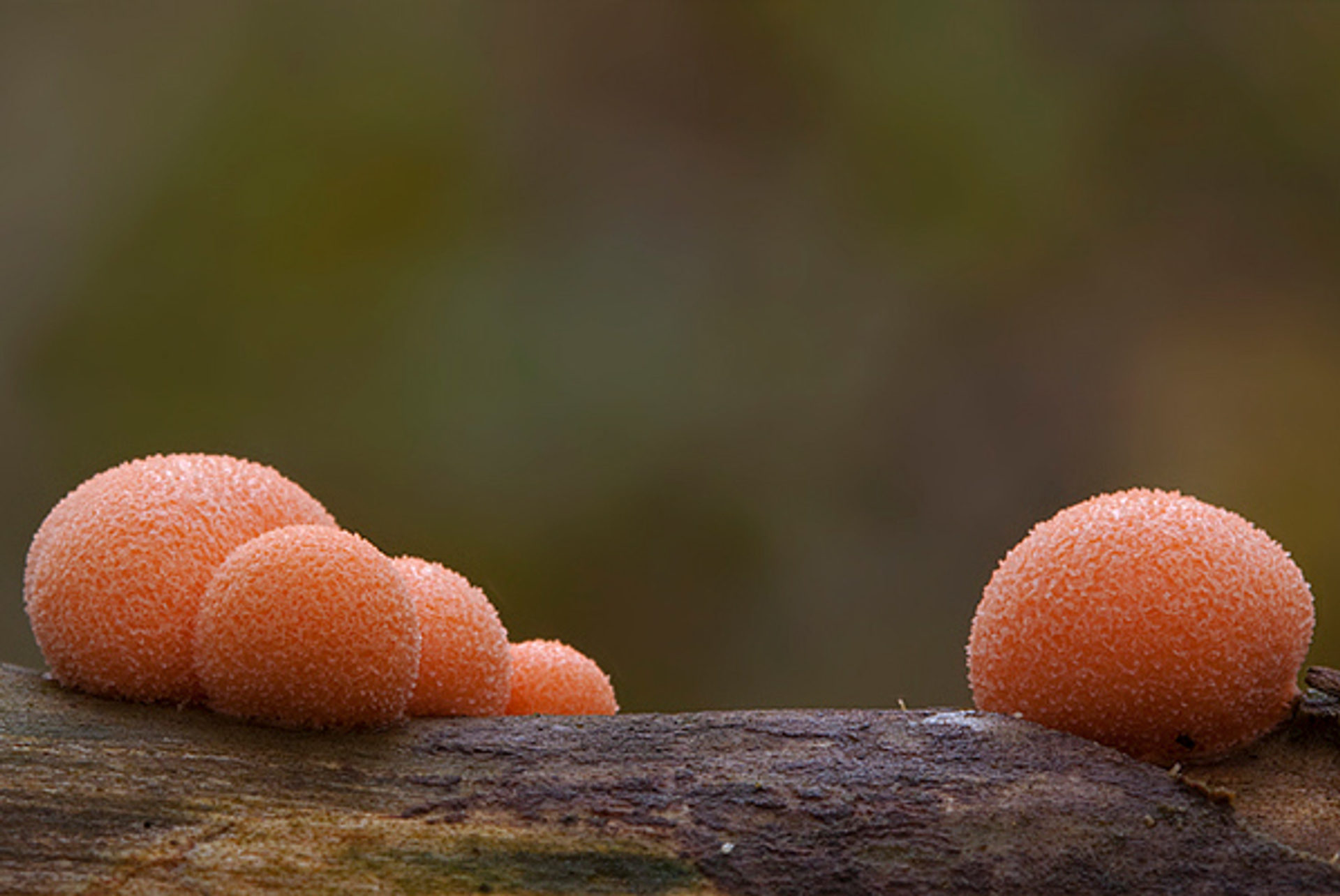 blotebillenzwam_macrodaan