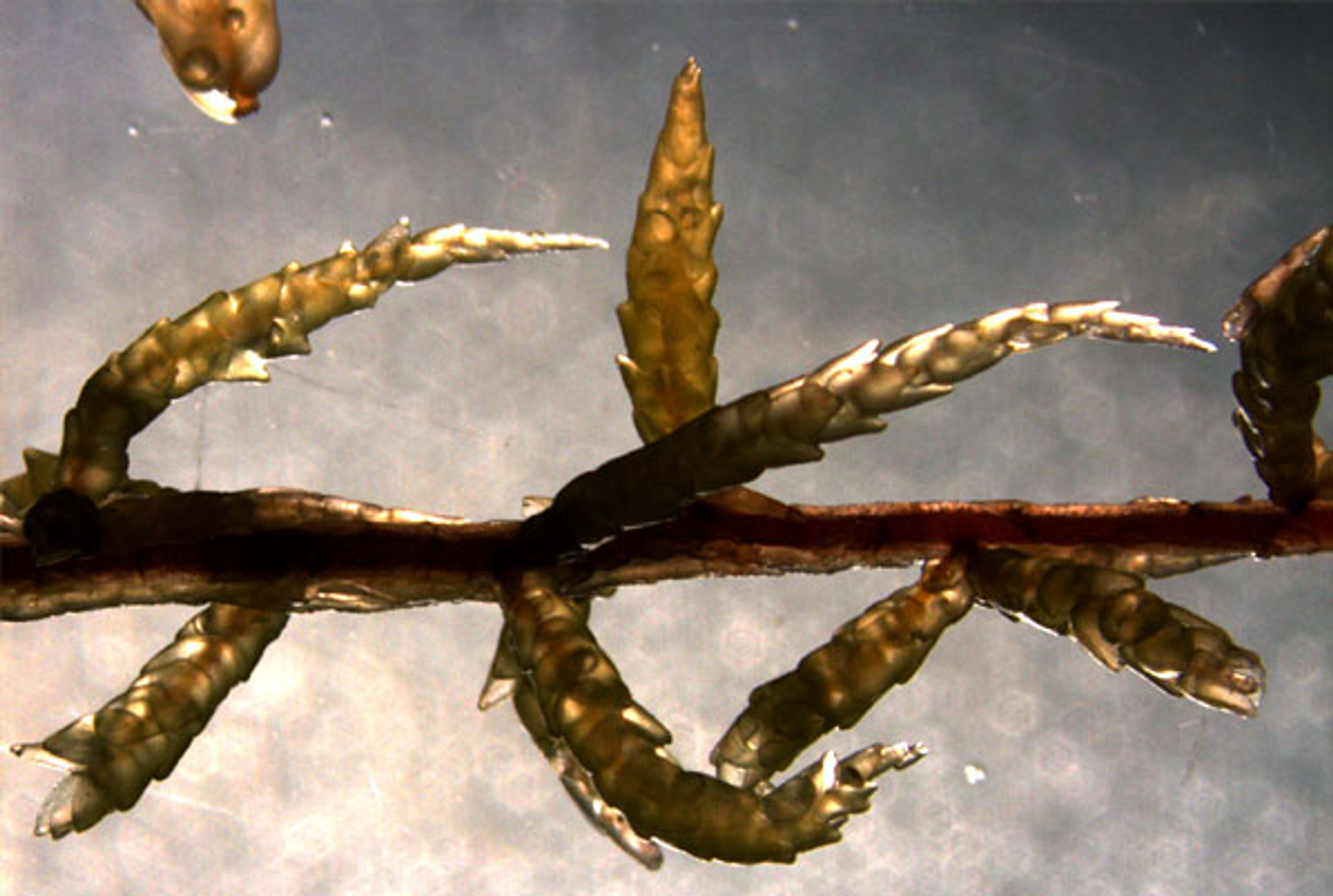 Macro-kamveenmos