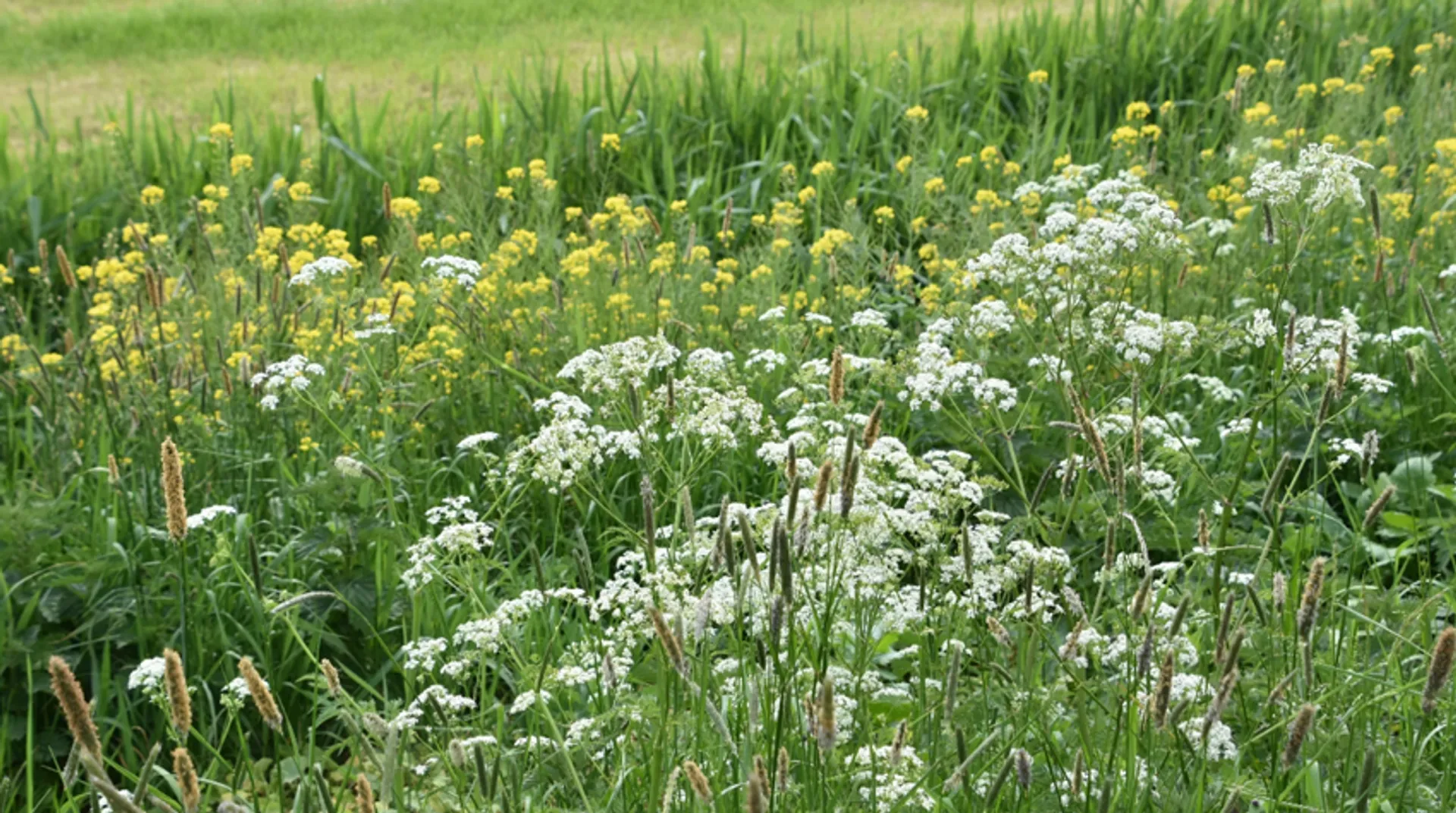 Afbeelding van Stormloop voor meer biodiversiteit
