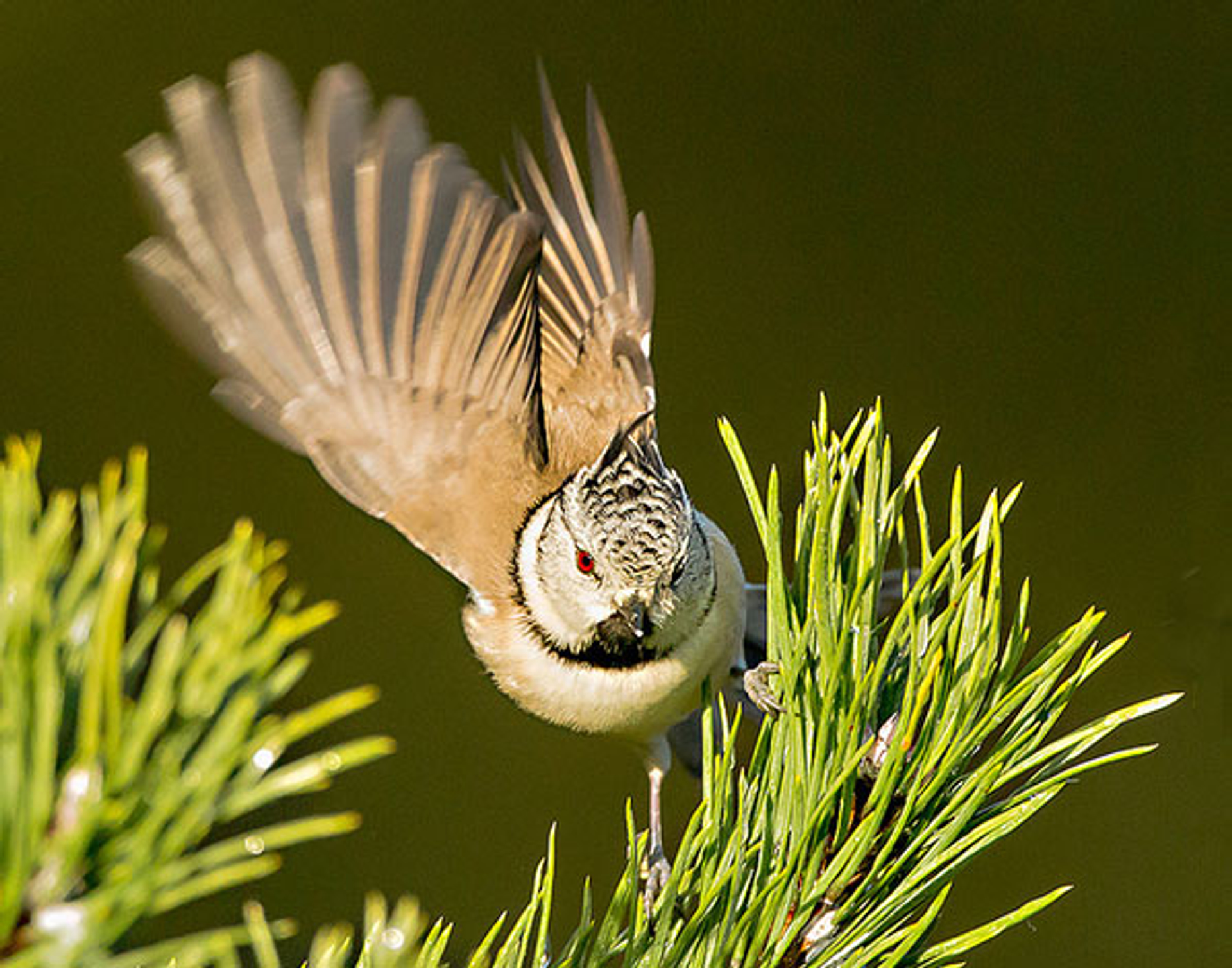 kuifmees_FotograafErikderijk_01