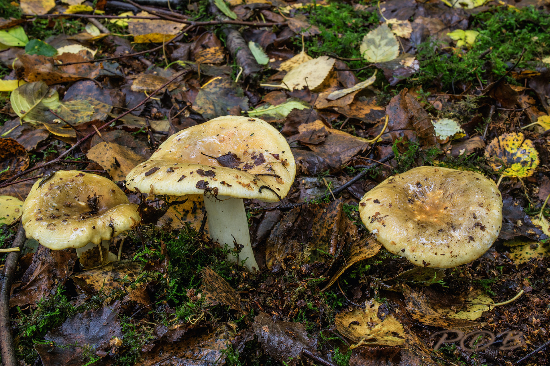 groene berkenrussula