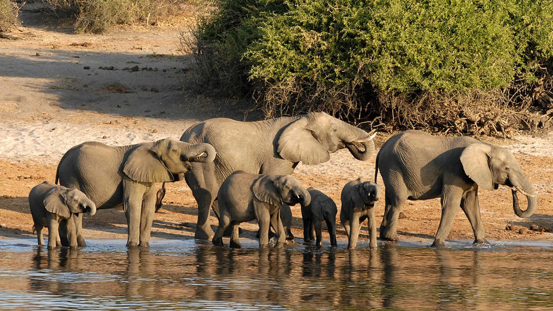 olifant_botswana_pixabay