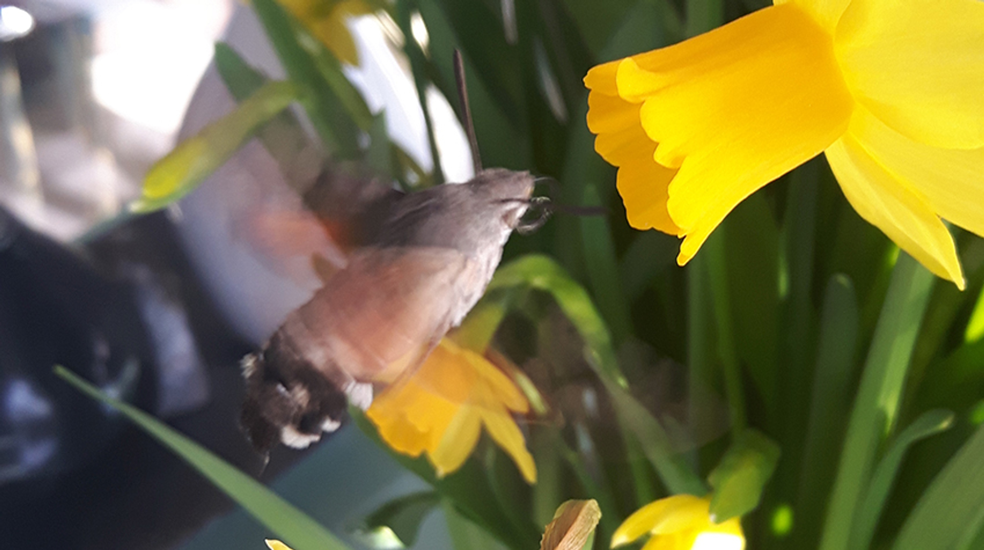 kolibri_winter_karelschoots