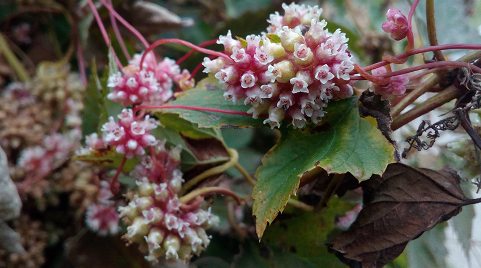 Cuscuta-europaea