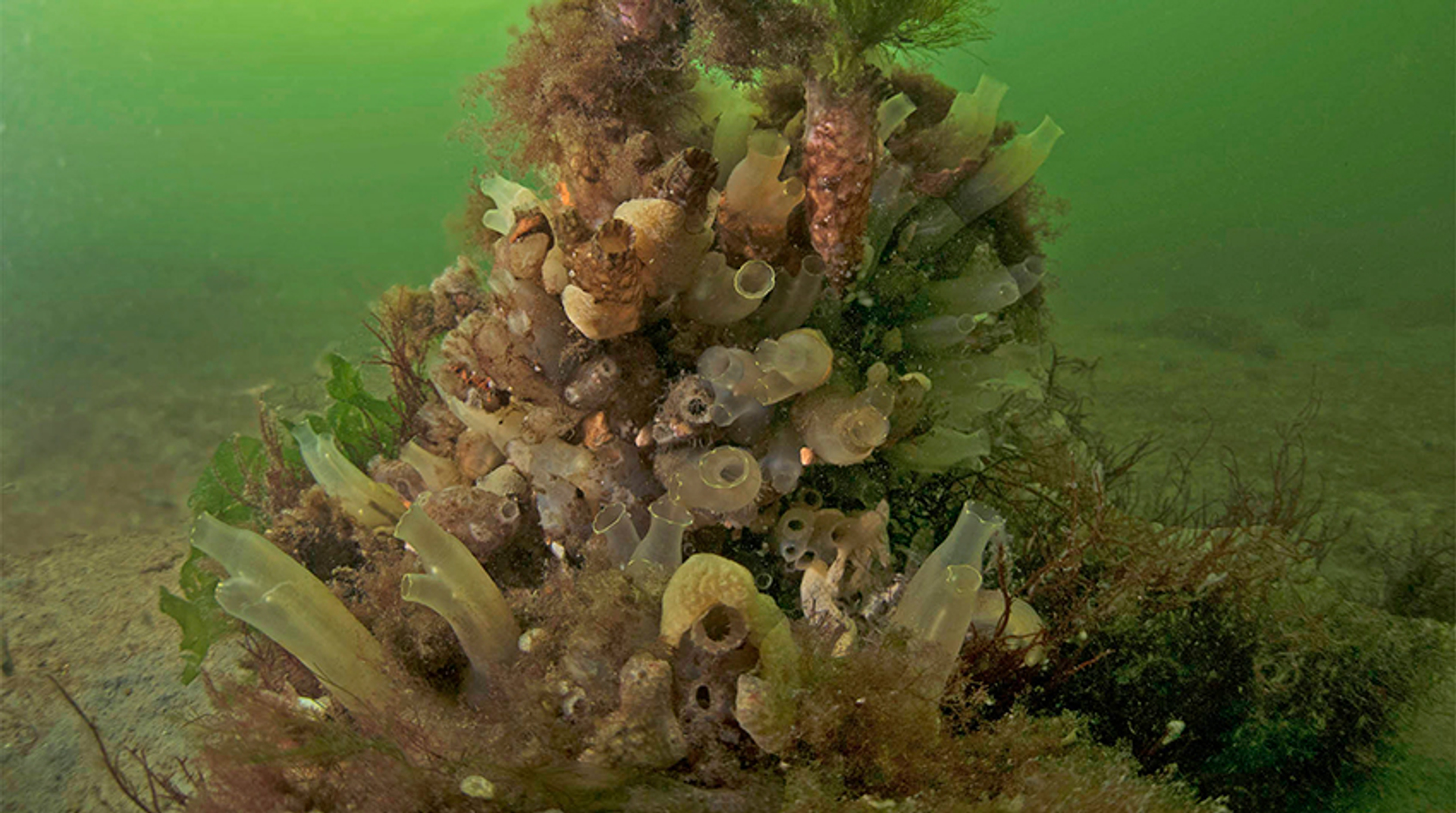 zakpijpen-en-exoten_MarionHaarsma