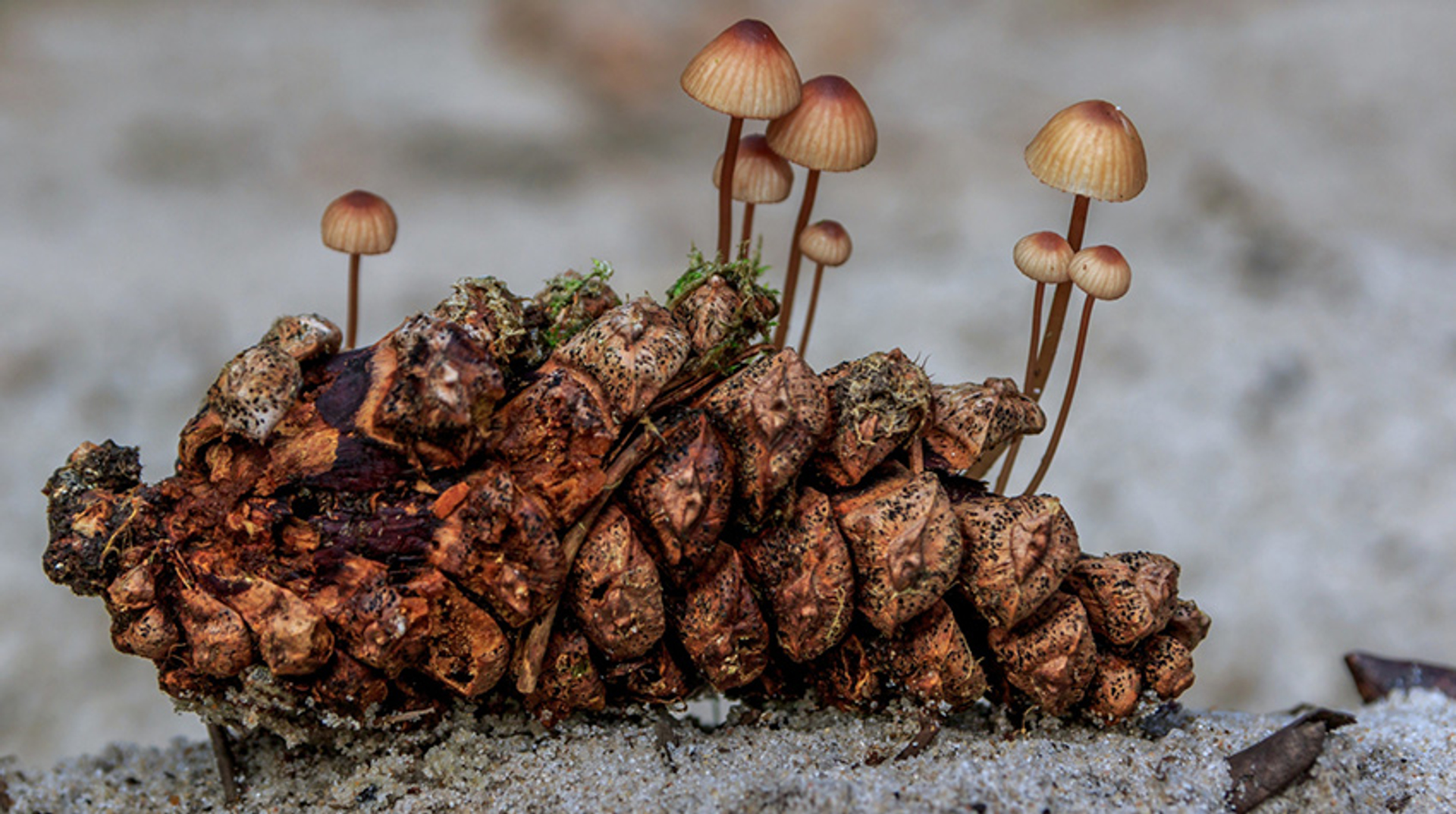 Mycena's op een dennenappel