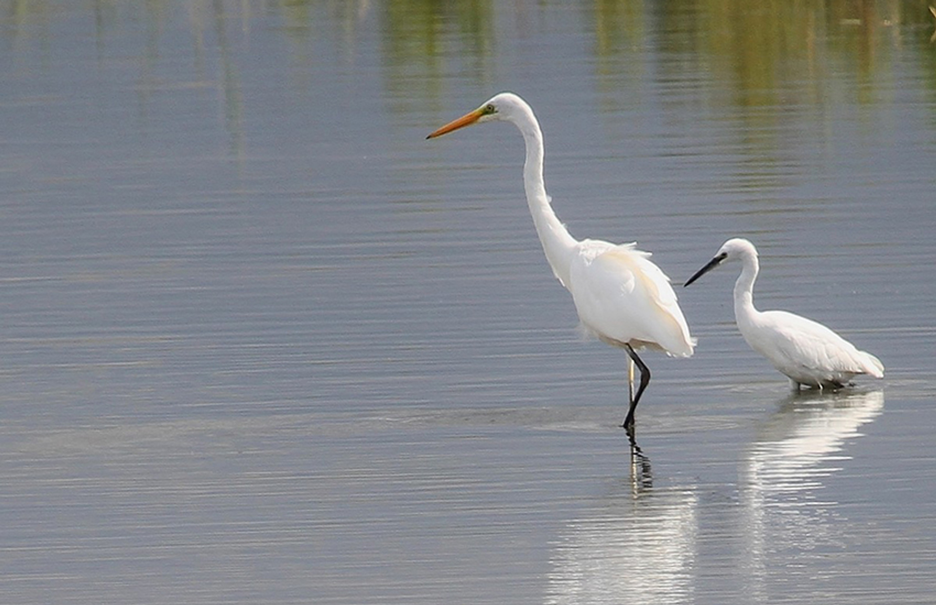 kleine en grote zilverreiger