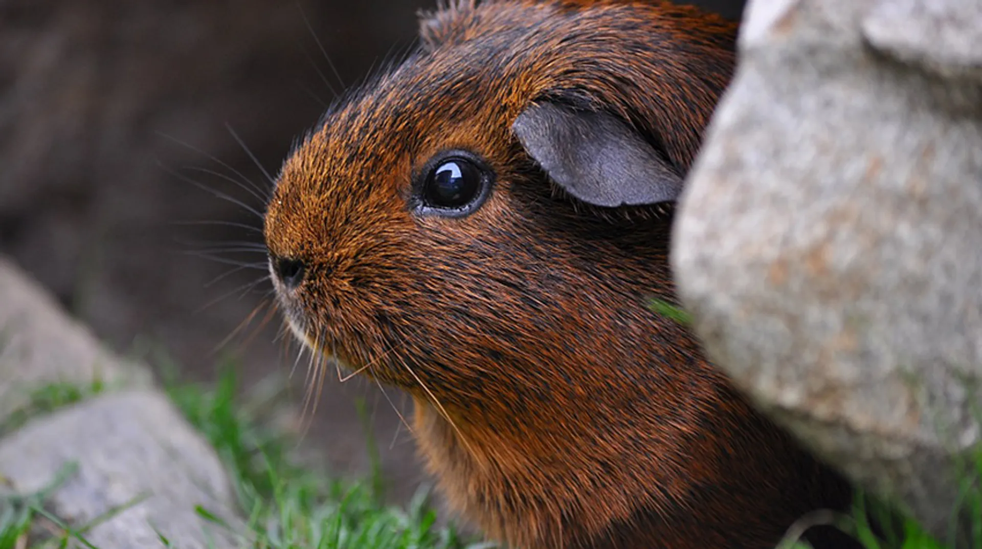 Afbeelding van Schokkende handel van cavia’s