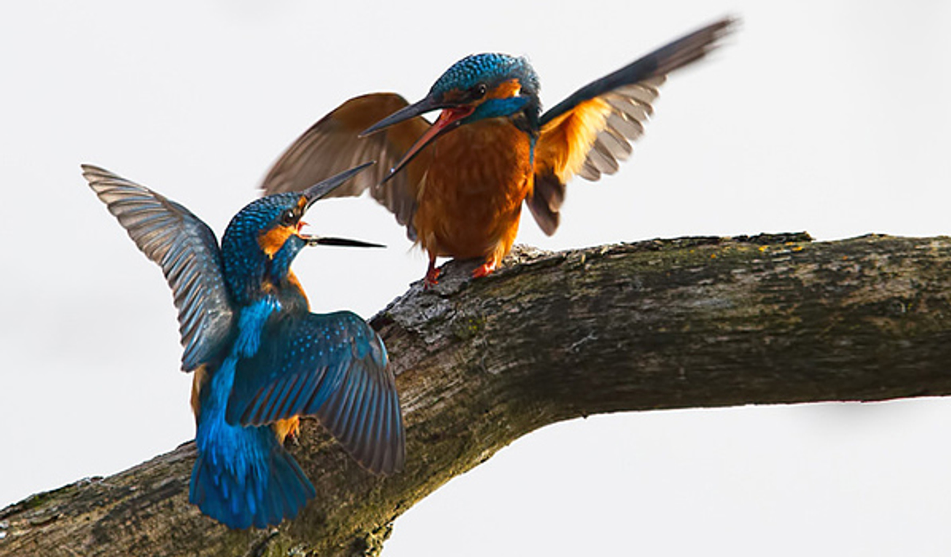 ijsvogel_JurgenMaassen