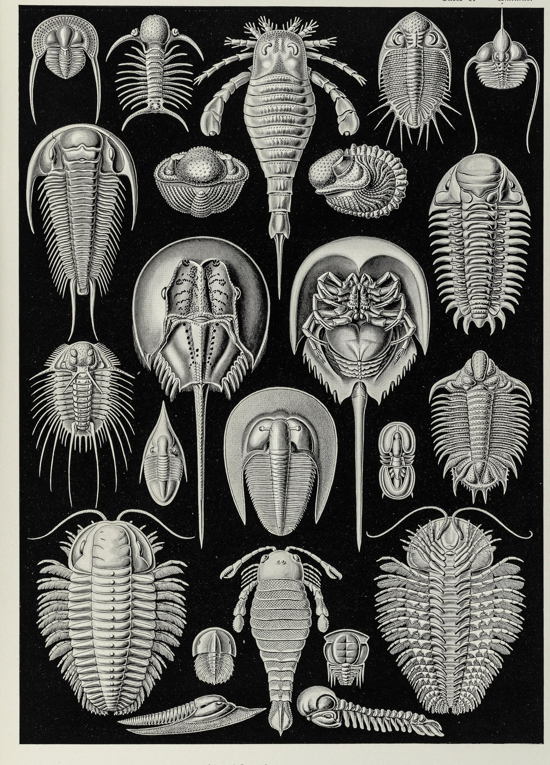 Haeckel_037