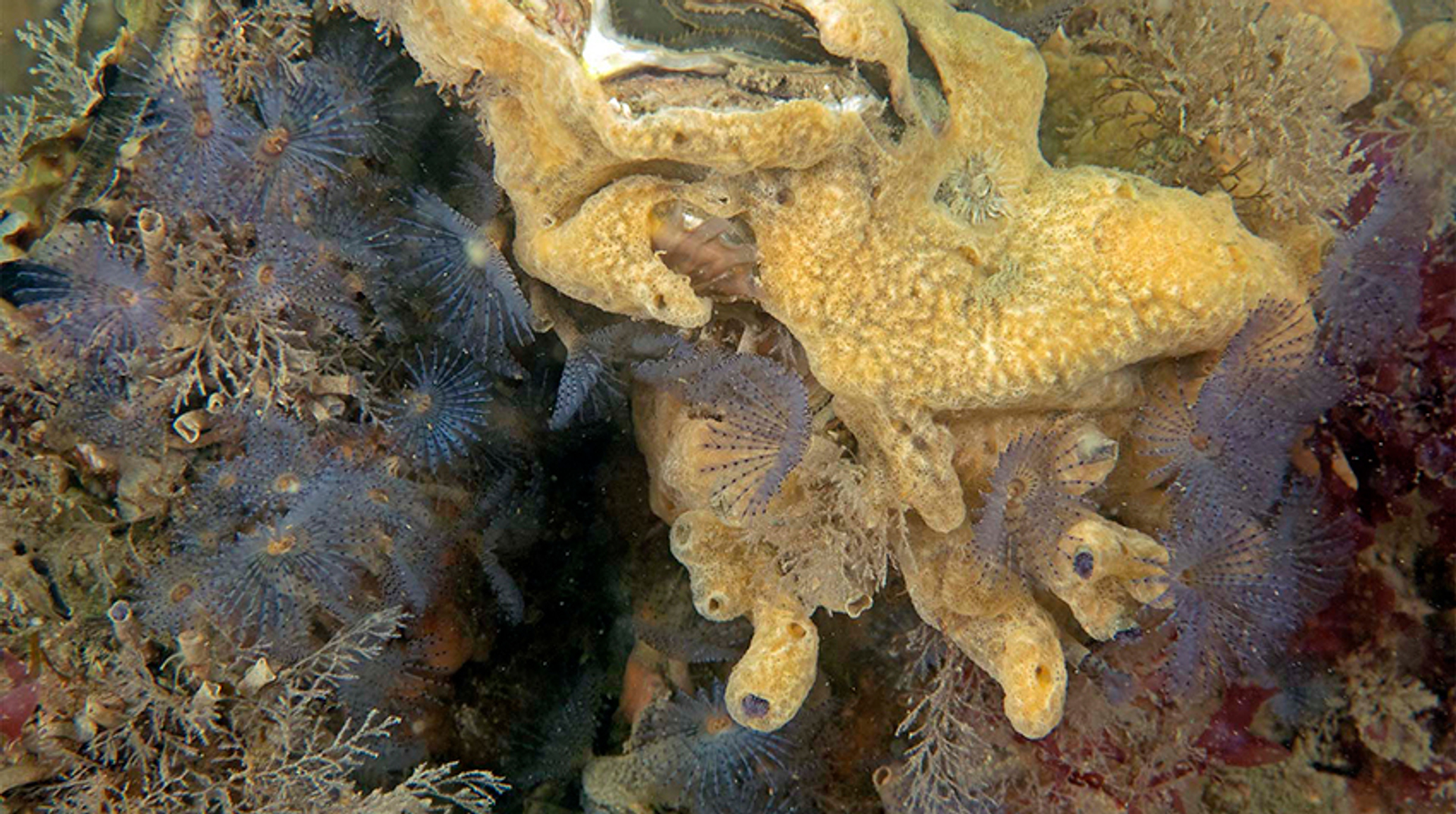 paarsekokerwormenmet-andere-exoten_MarionHaarsma