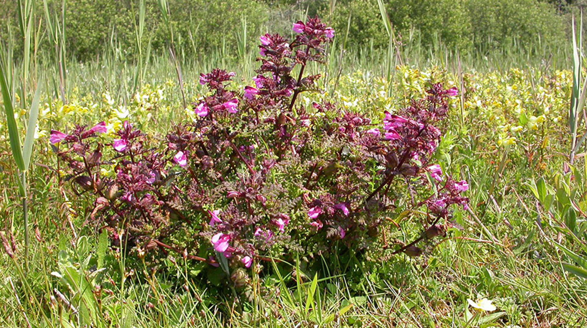 Moeraskartelblad
