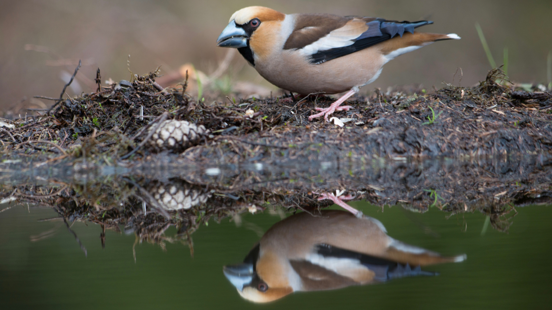 Appelvink