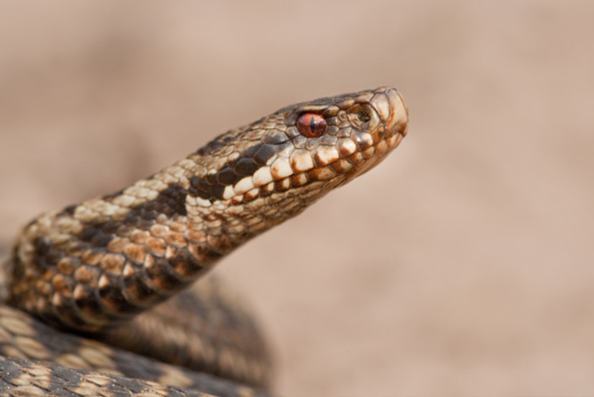 adder-twee_paulcools