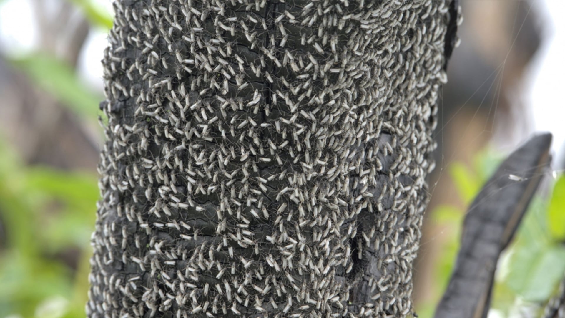 Mugjes