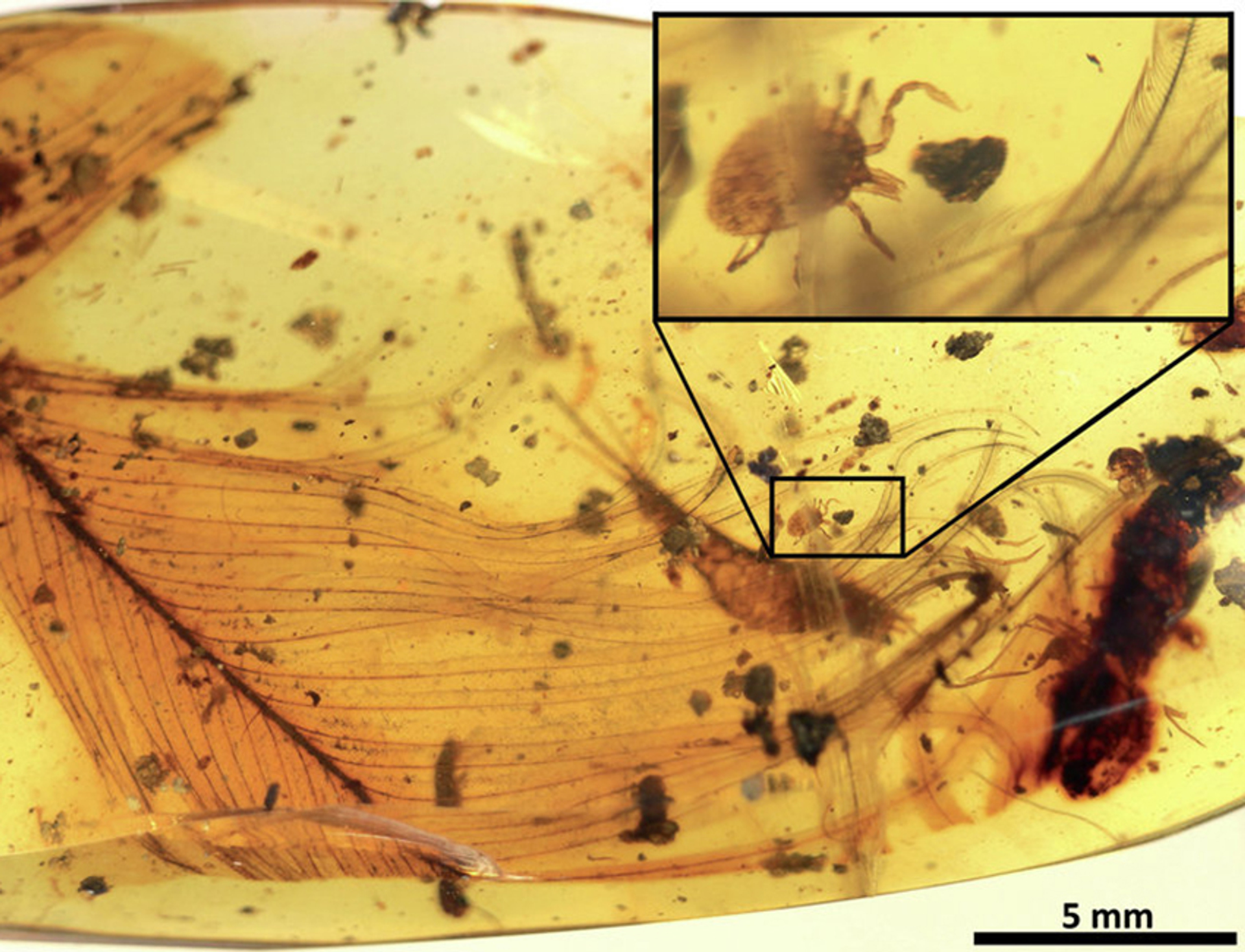 Prehistorische teek groot