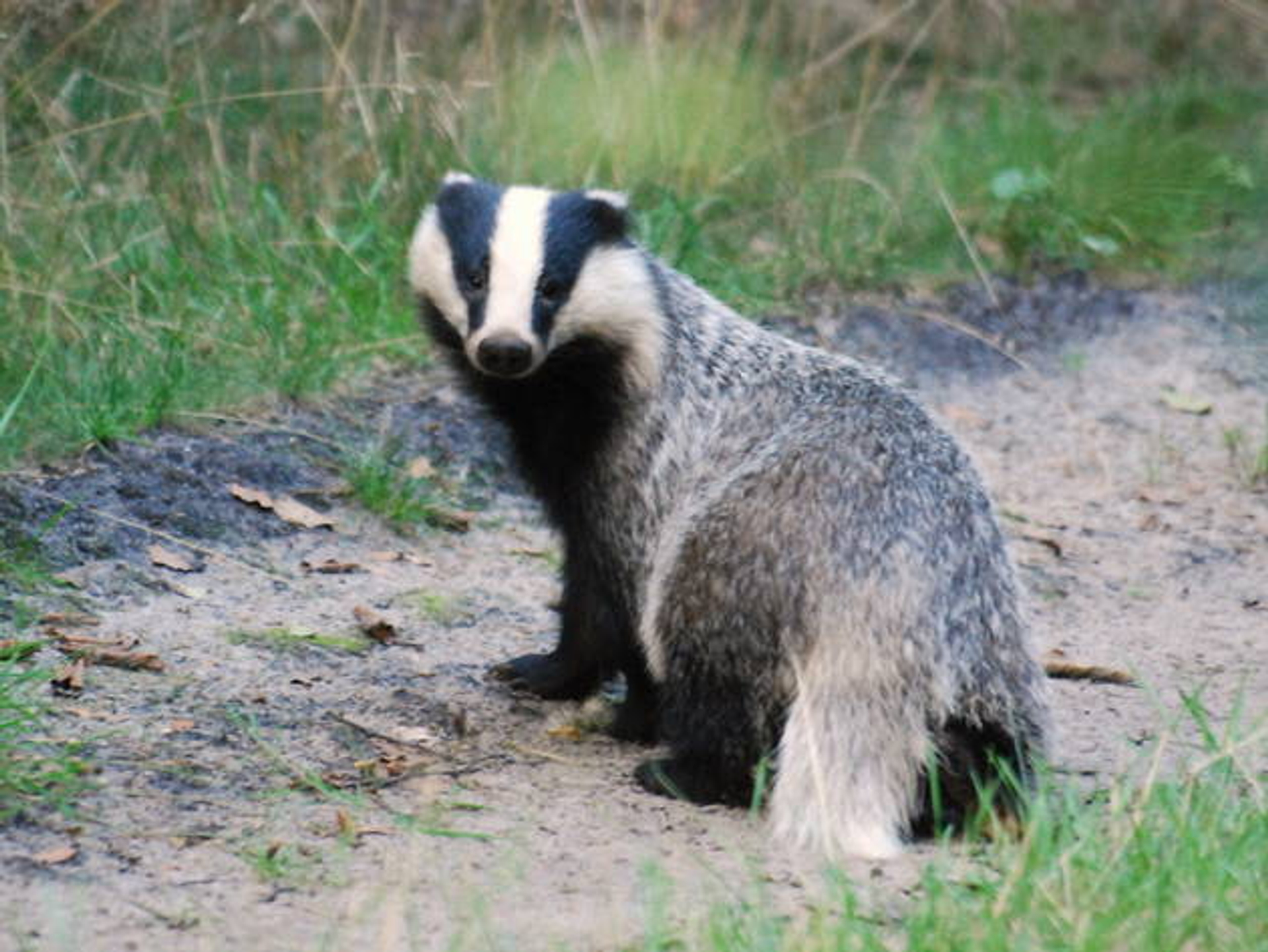 Dassen hebben burcht verlaten