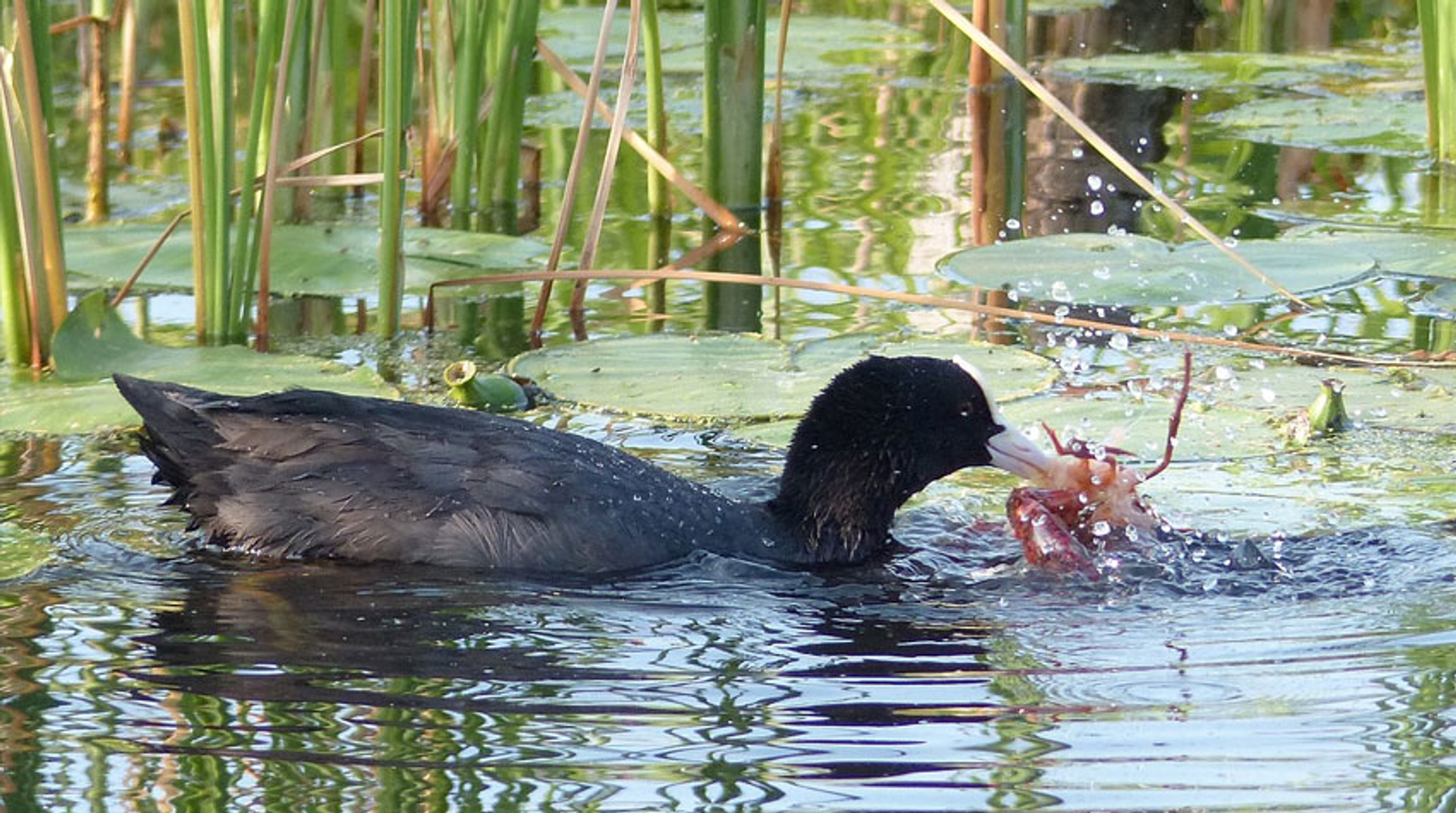 Meerkoet met rivierkreeft