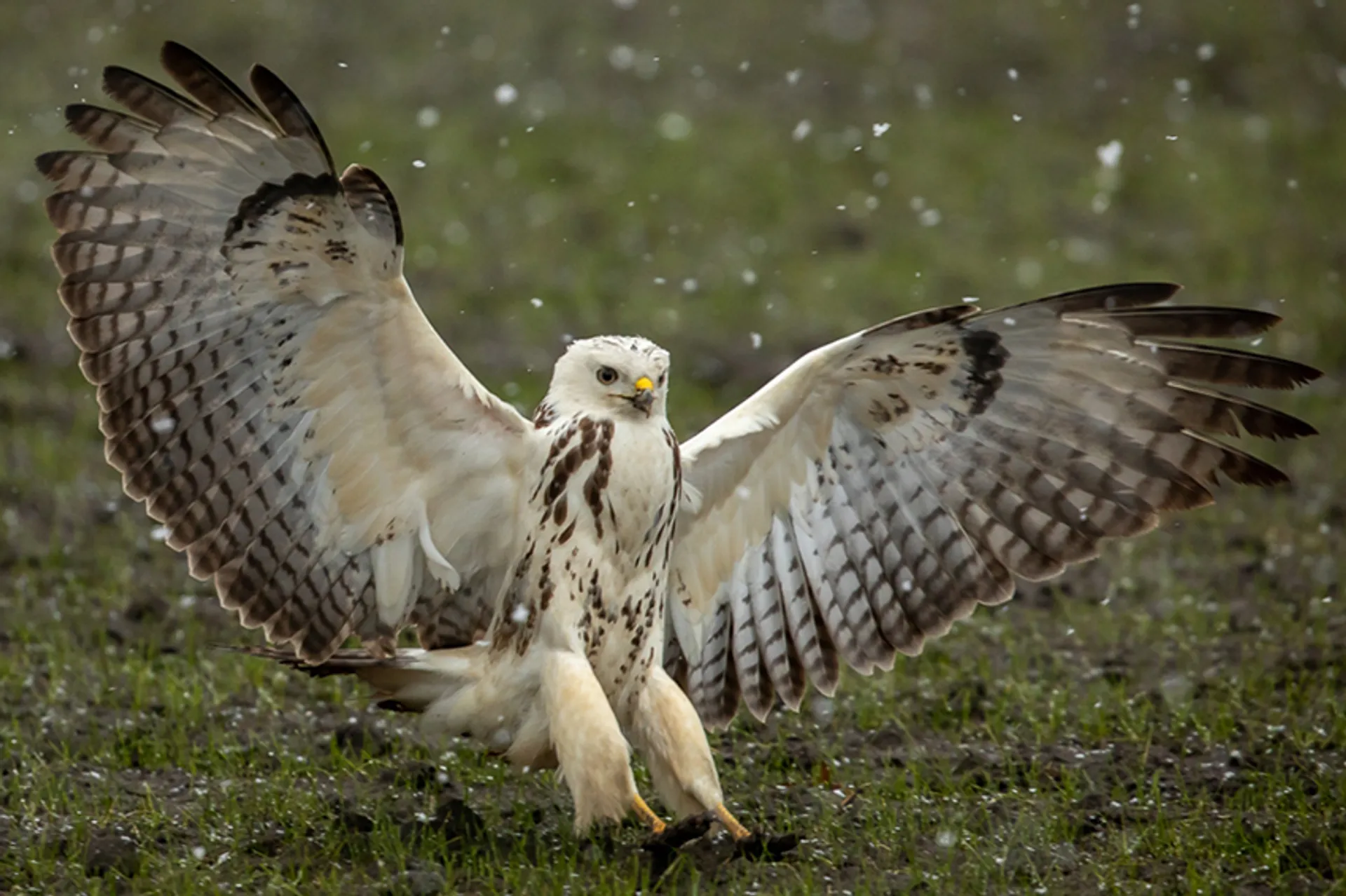 buizerd3_amkeizer