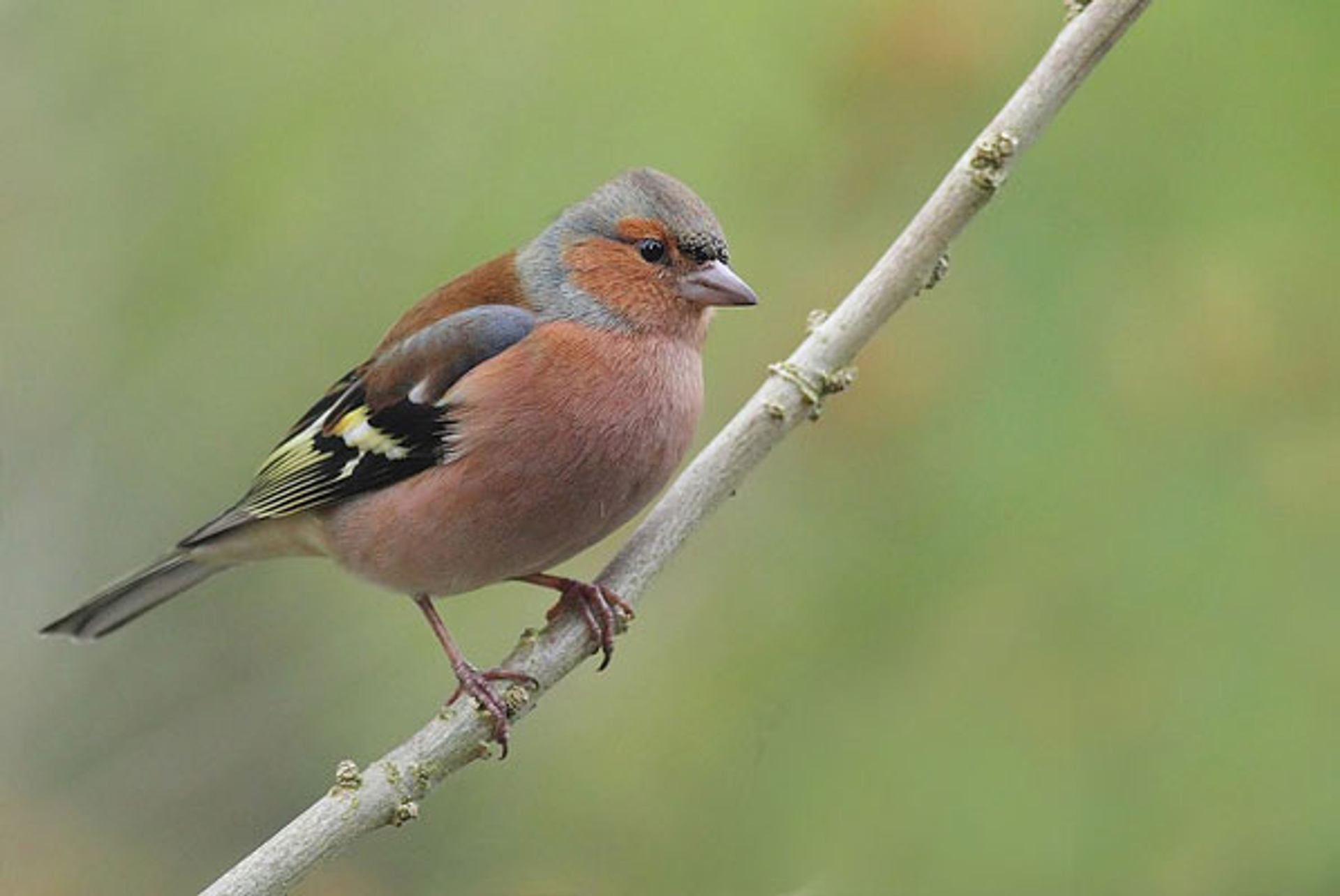 2-vink