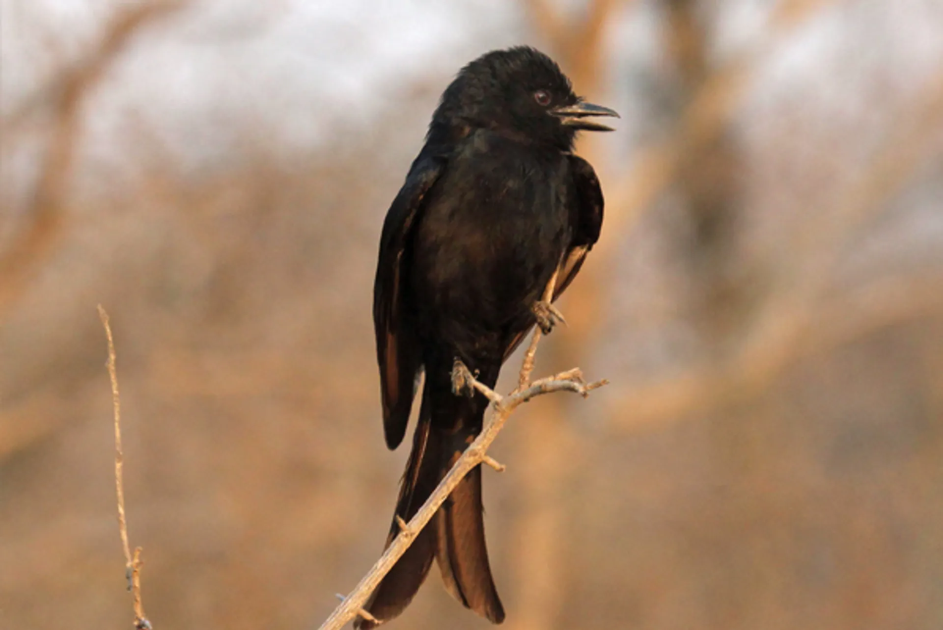 treurdrongo_cc