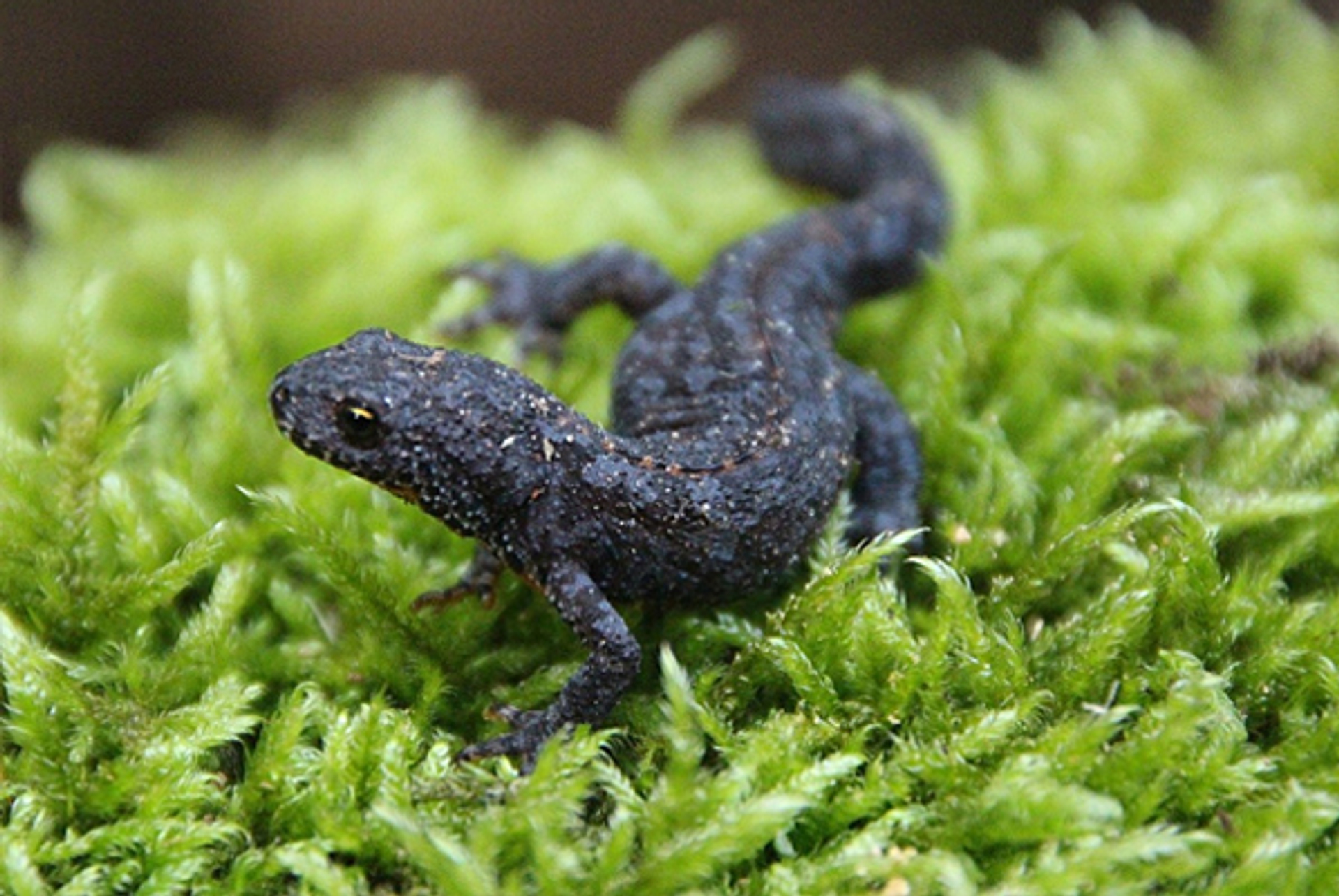 alpenwatersalamander