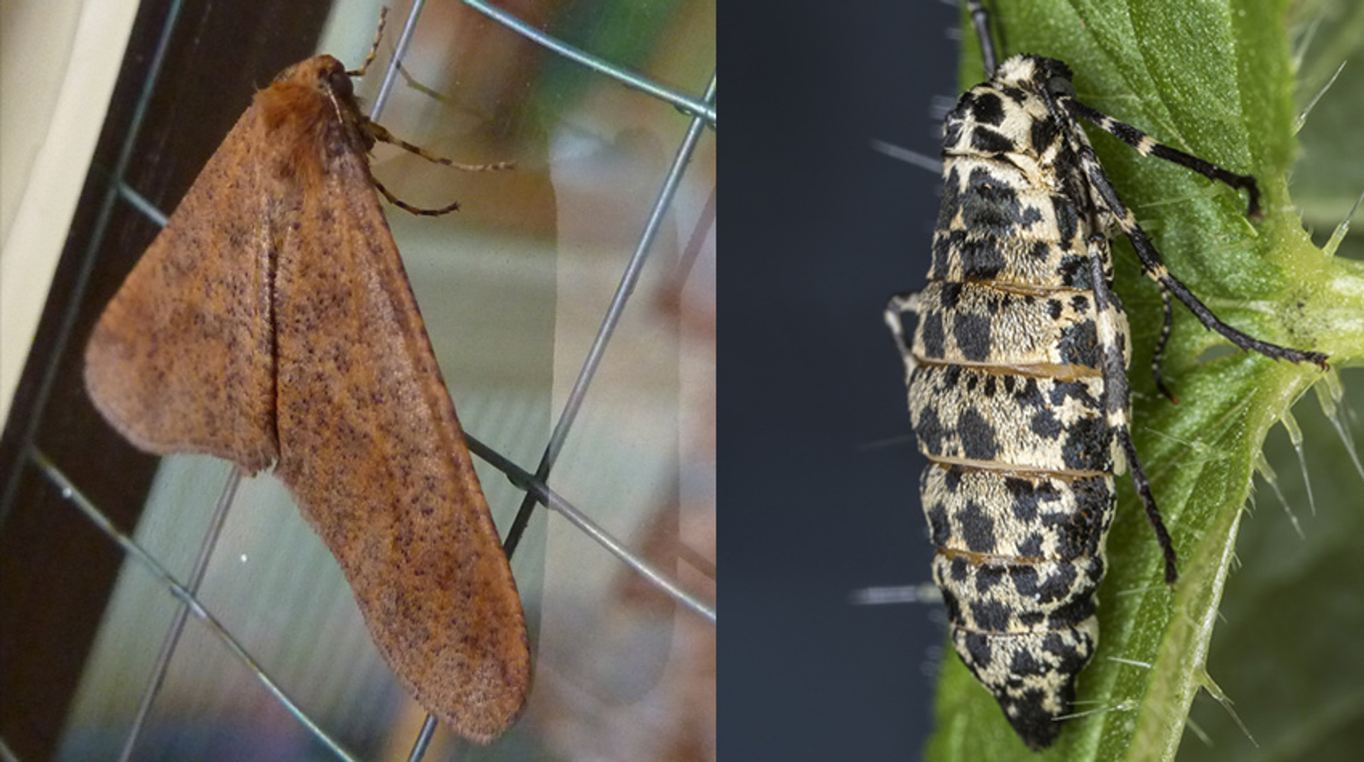 man vrouw grote wintervlinder